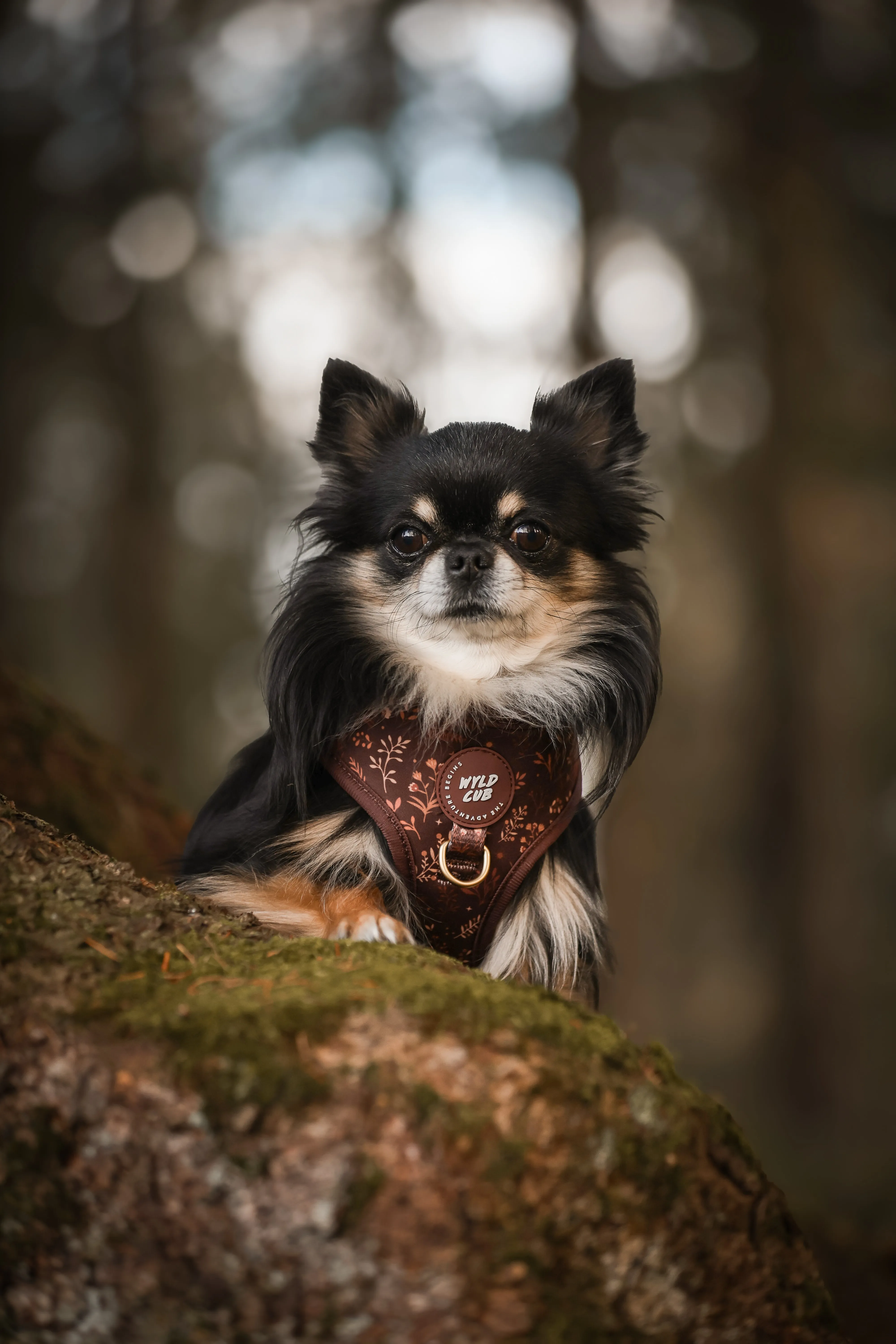 Adjustable Dog Harness: Chiswick Chestnut