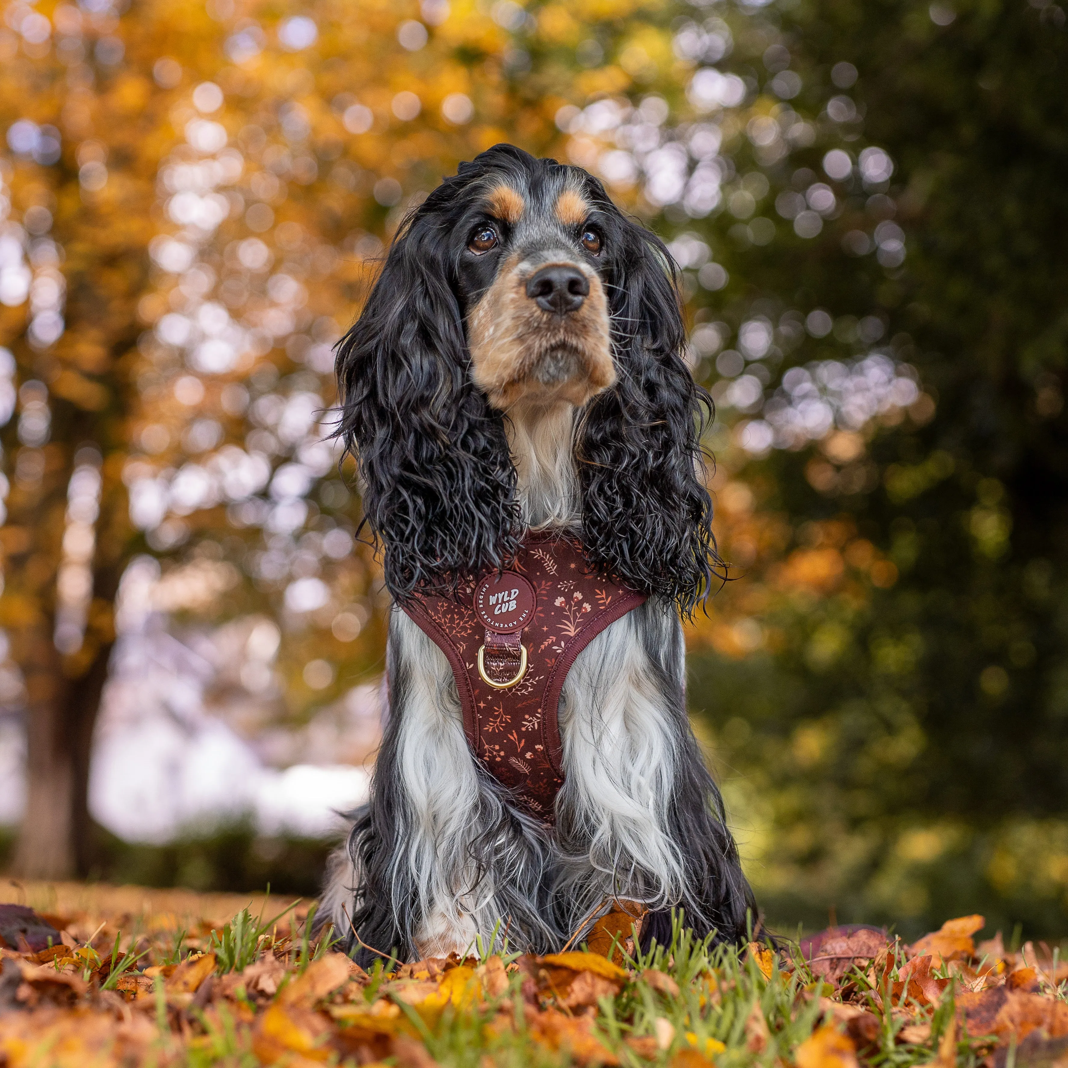 Adjustable Dog Harness: Chiswick Chestnut