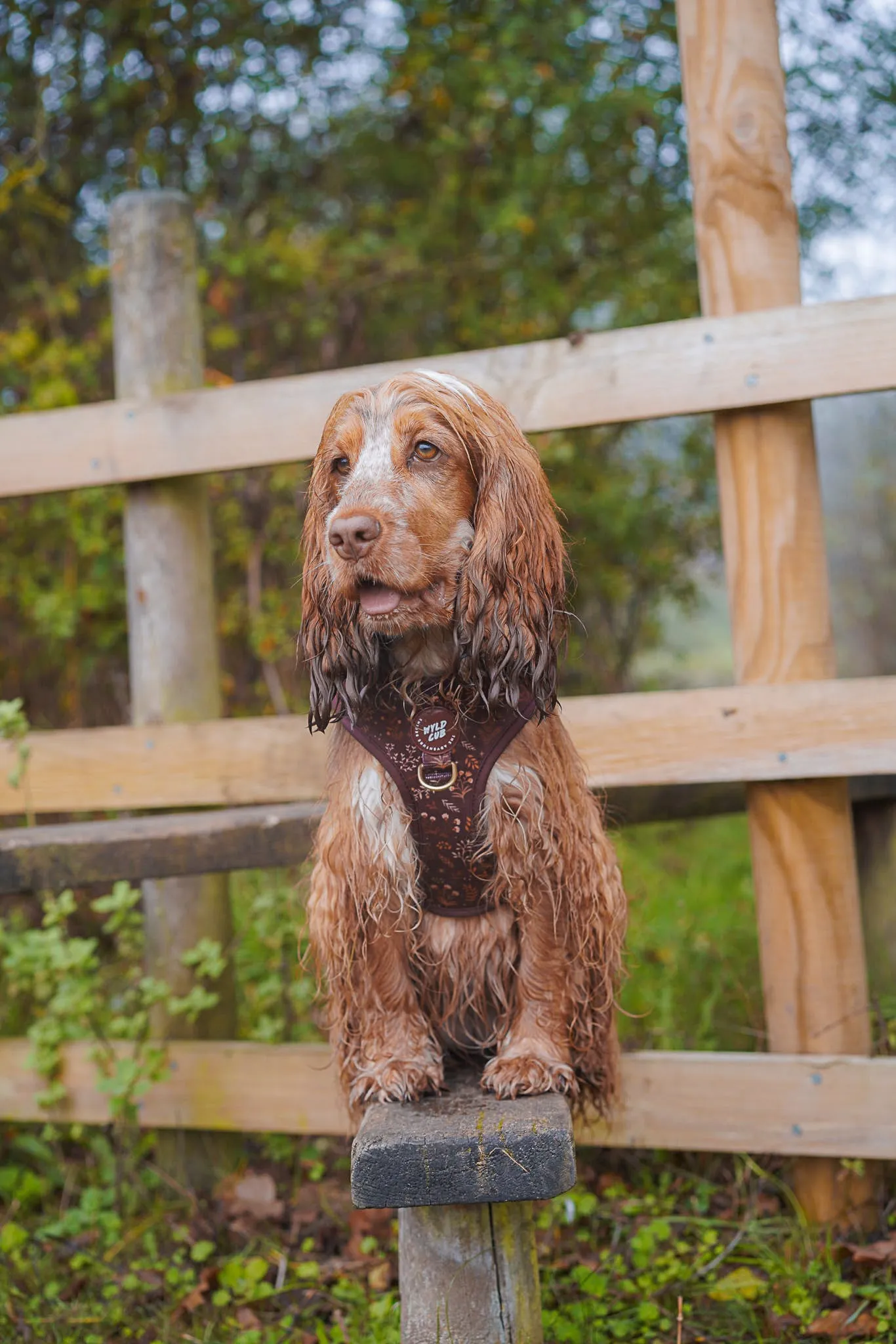 Adjustable Dog Harness: Chiswick Chestnut