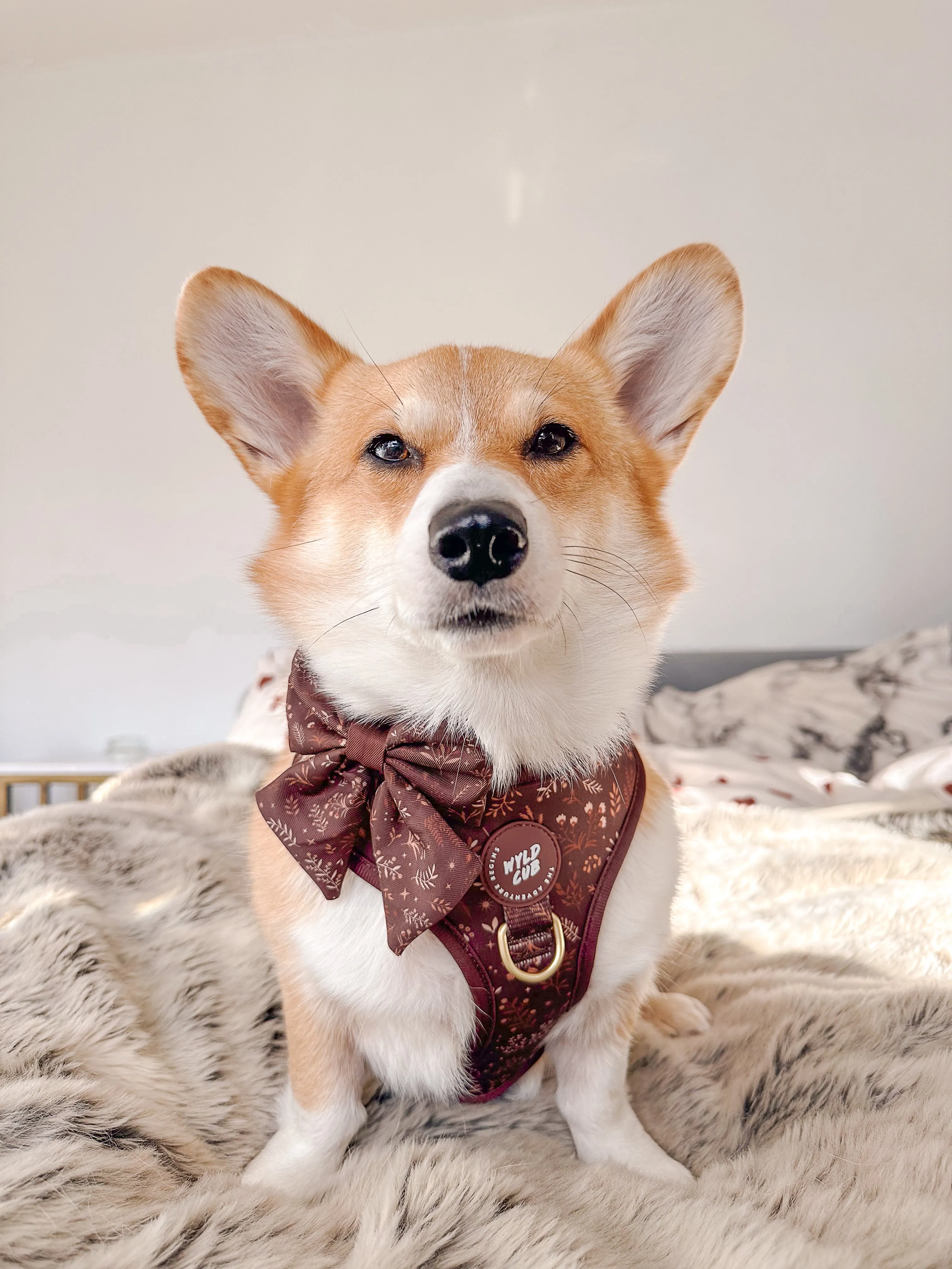 Adjustable Dog Harness: Chiswick Chestnut