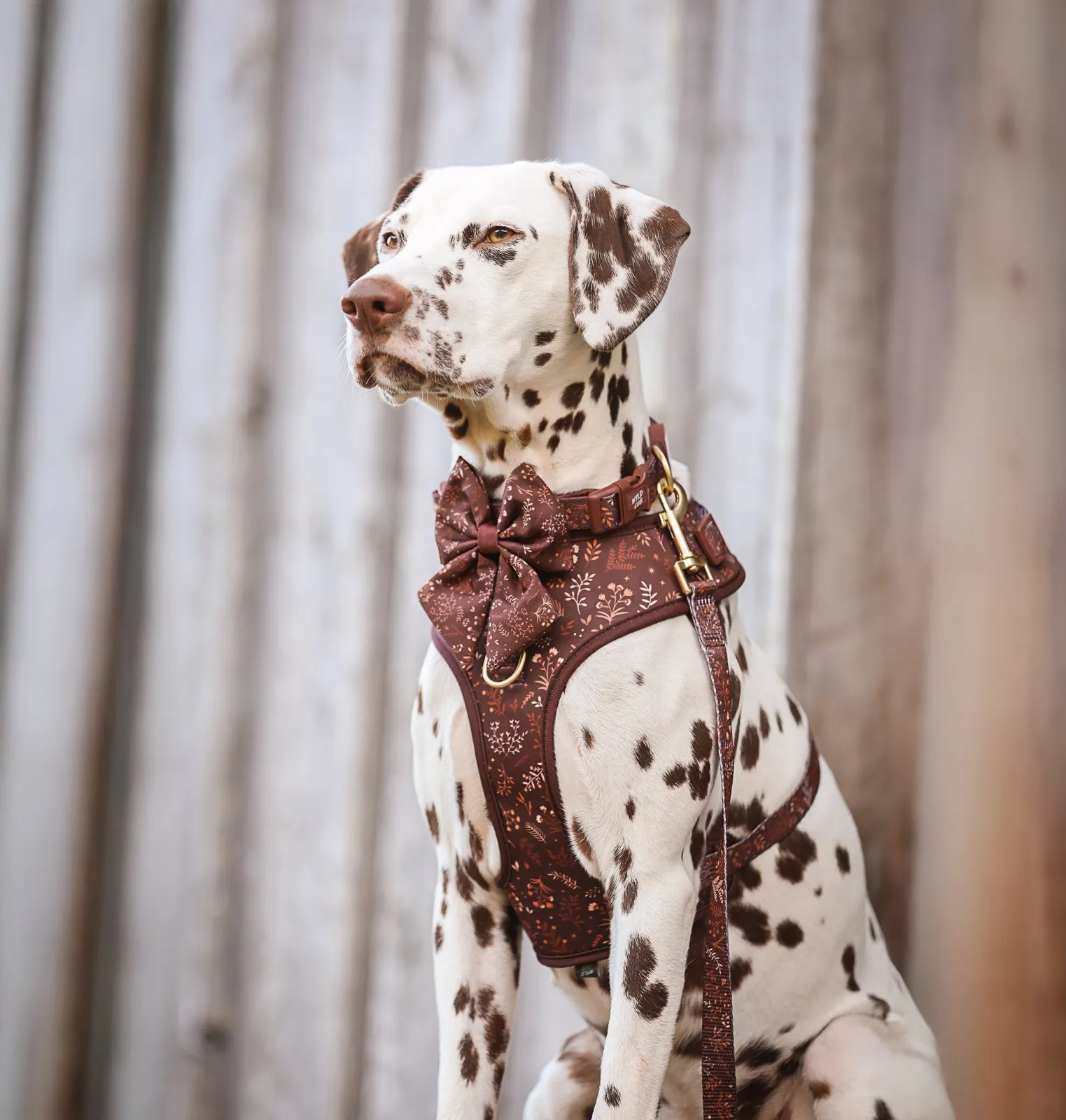 Adjustable Dog Harness: Chiswick Chestnut
