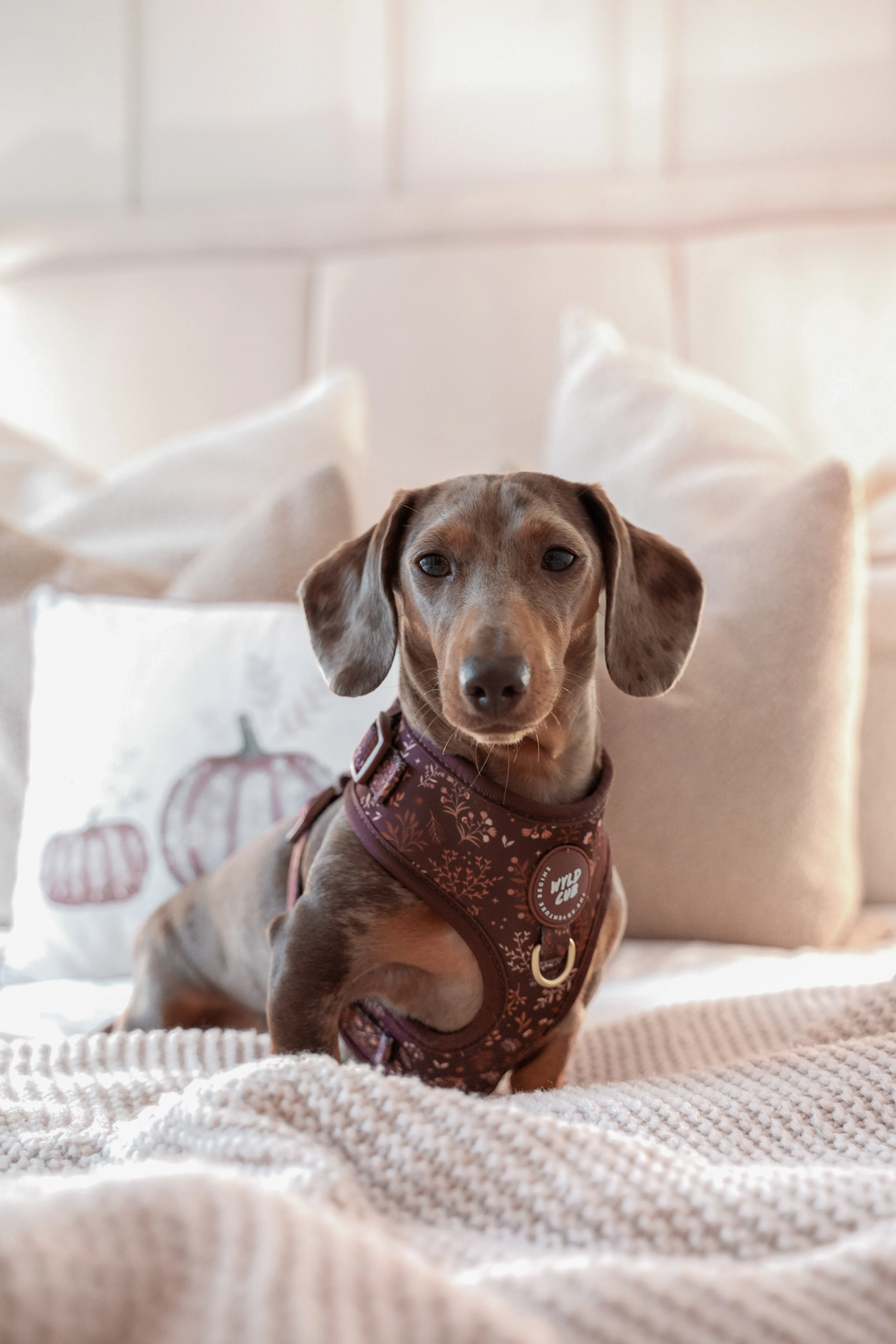 Adjustable Dog Harness: Chiswick Chestnut