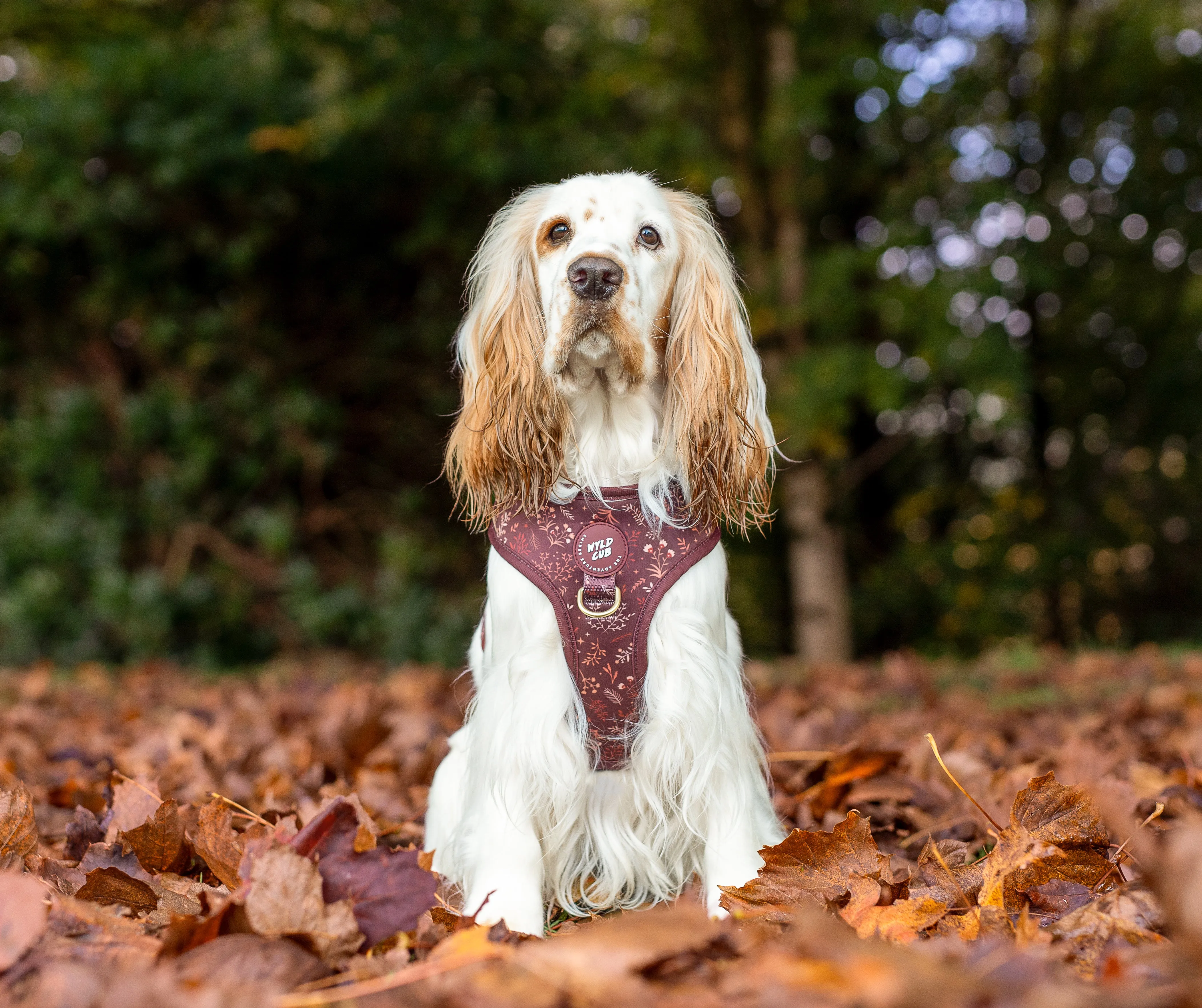 Adjustable Dog Harness: Chiswick Chestnut