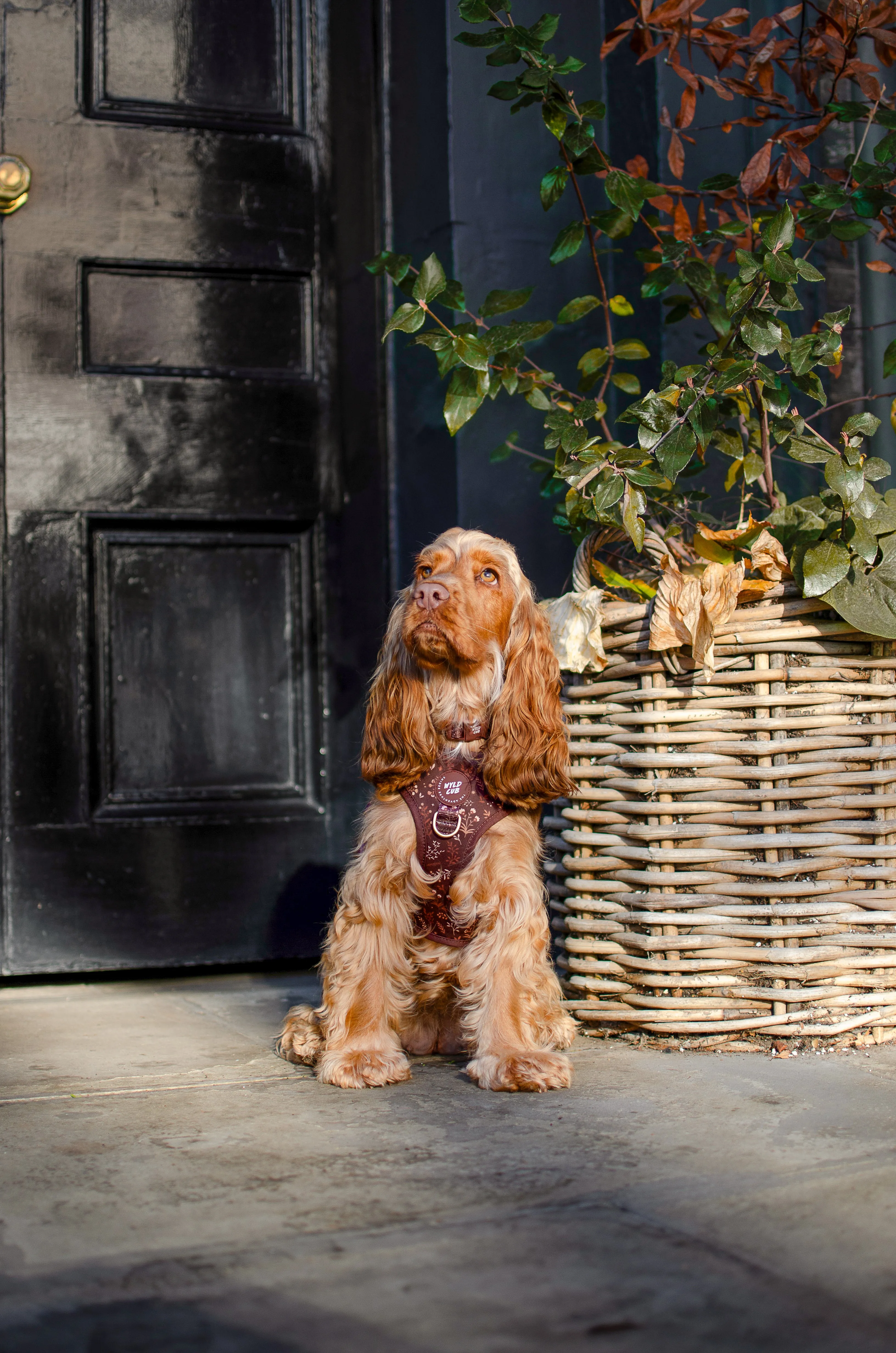 Adjustable Dog Harness: Chiswick Chestnut