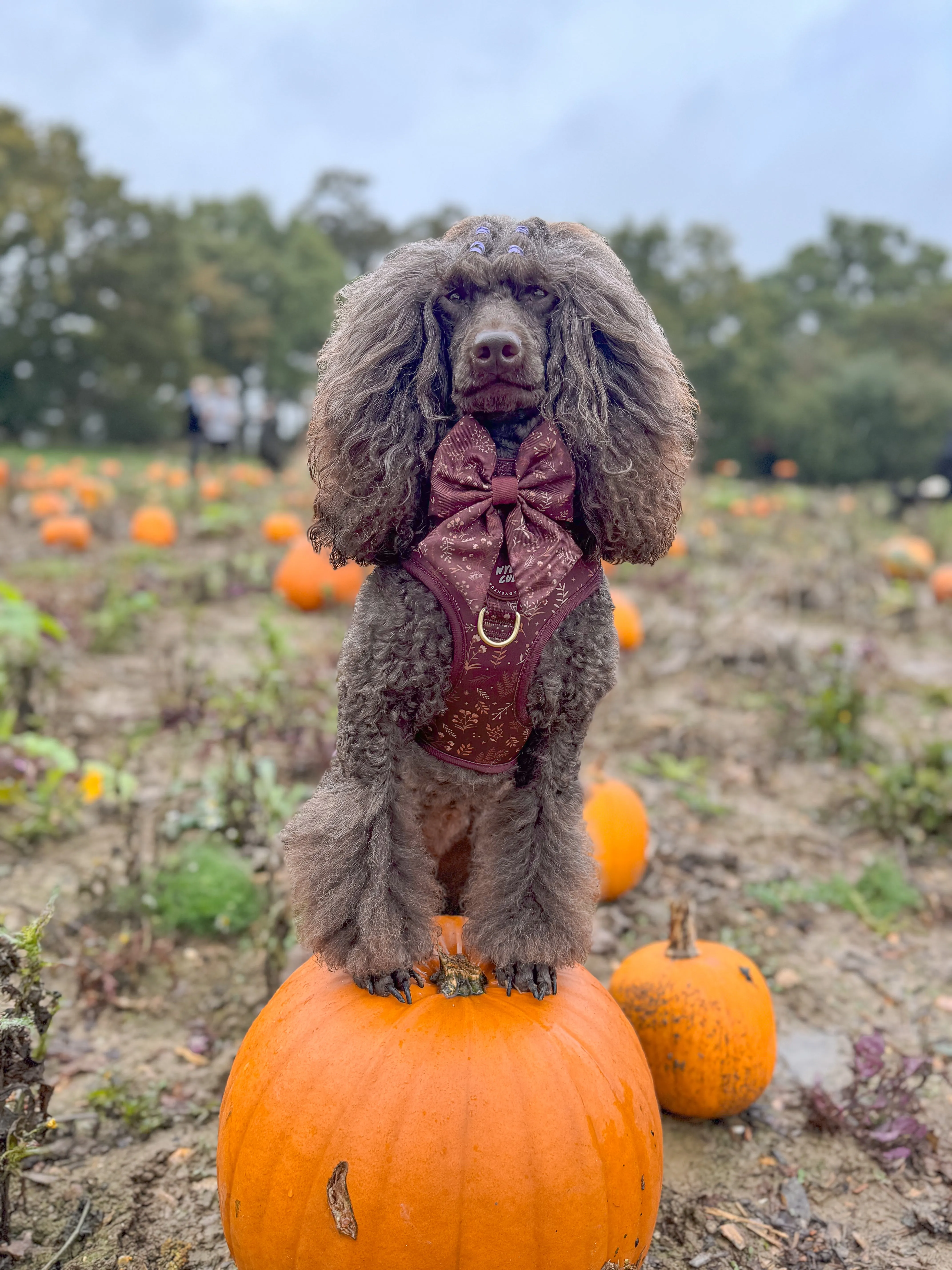 Adjustable Dog Harness: Chiswick Chestnut