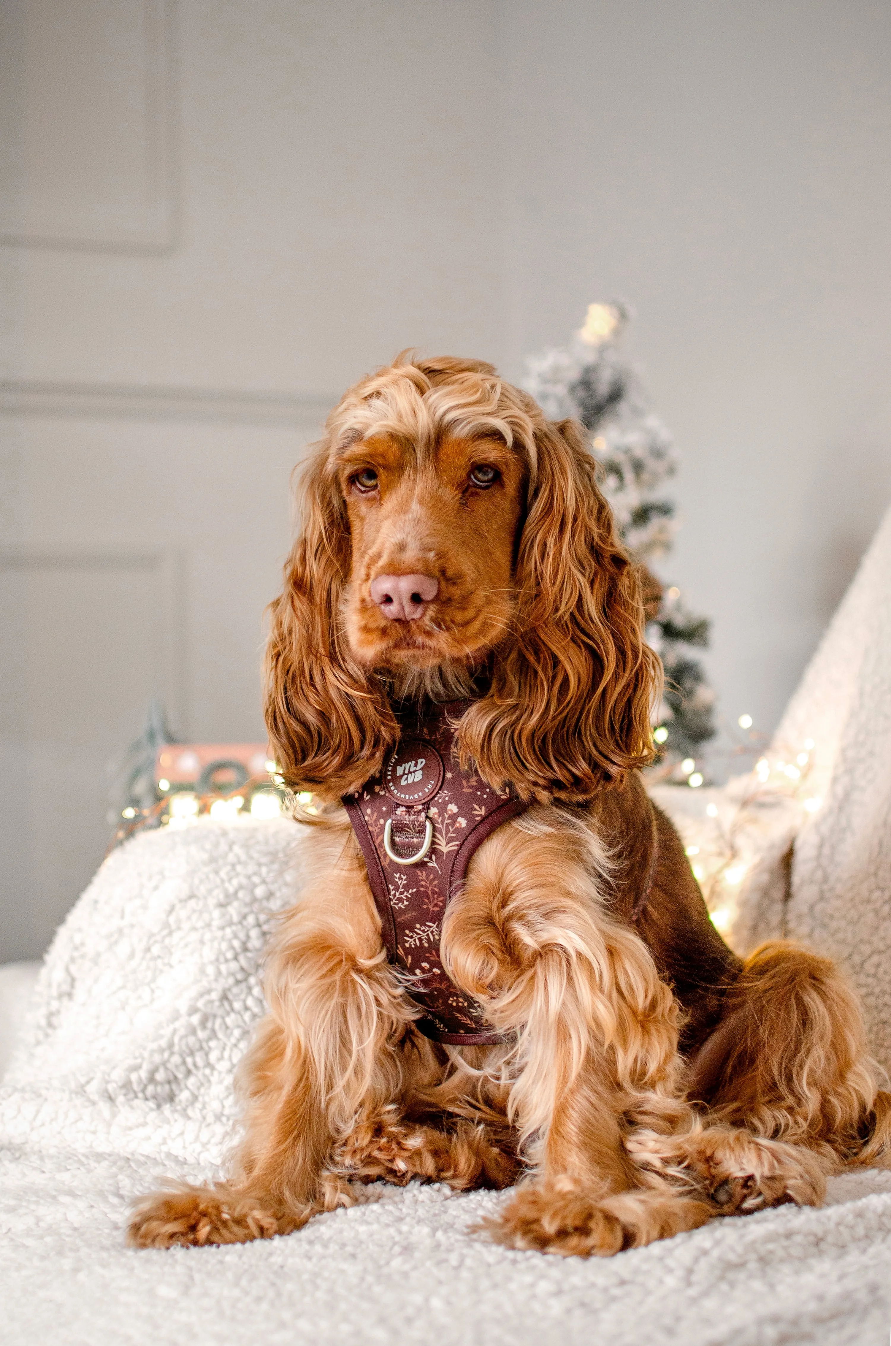 Adjustable Dog Harness: Chiswick Chestnut