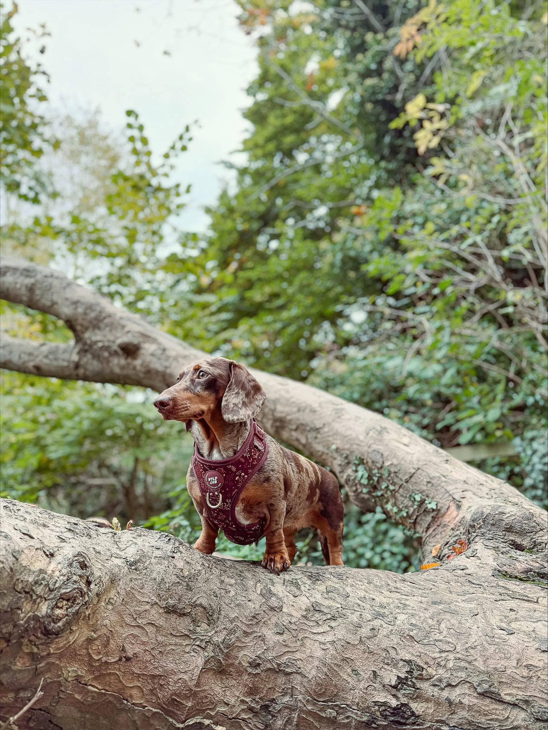 Adjustable Dog Harness: Chiswick Chestnut