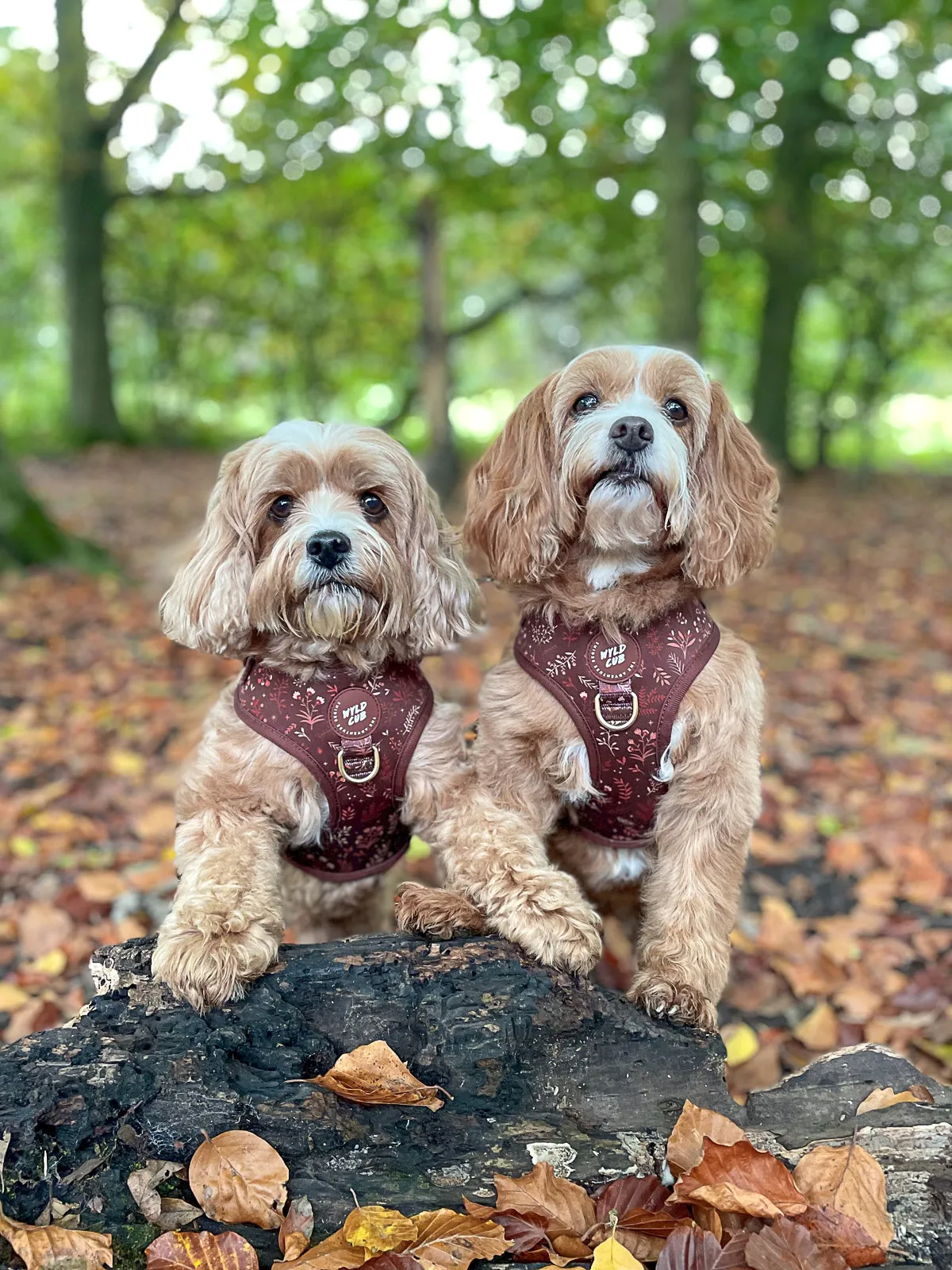 Adjustable Dog Harness: Chiswick Chestnut