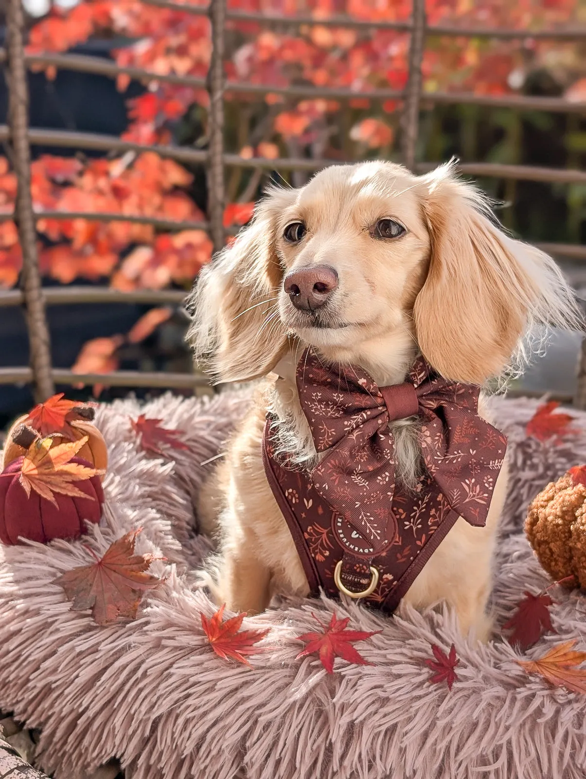Adjustable Dog Harness: Chiswick Chestnut