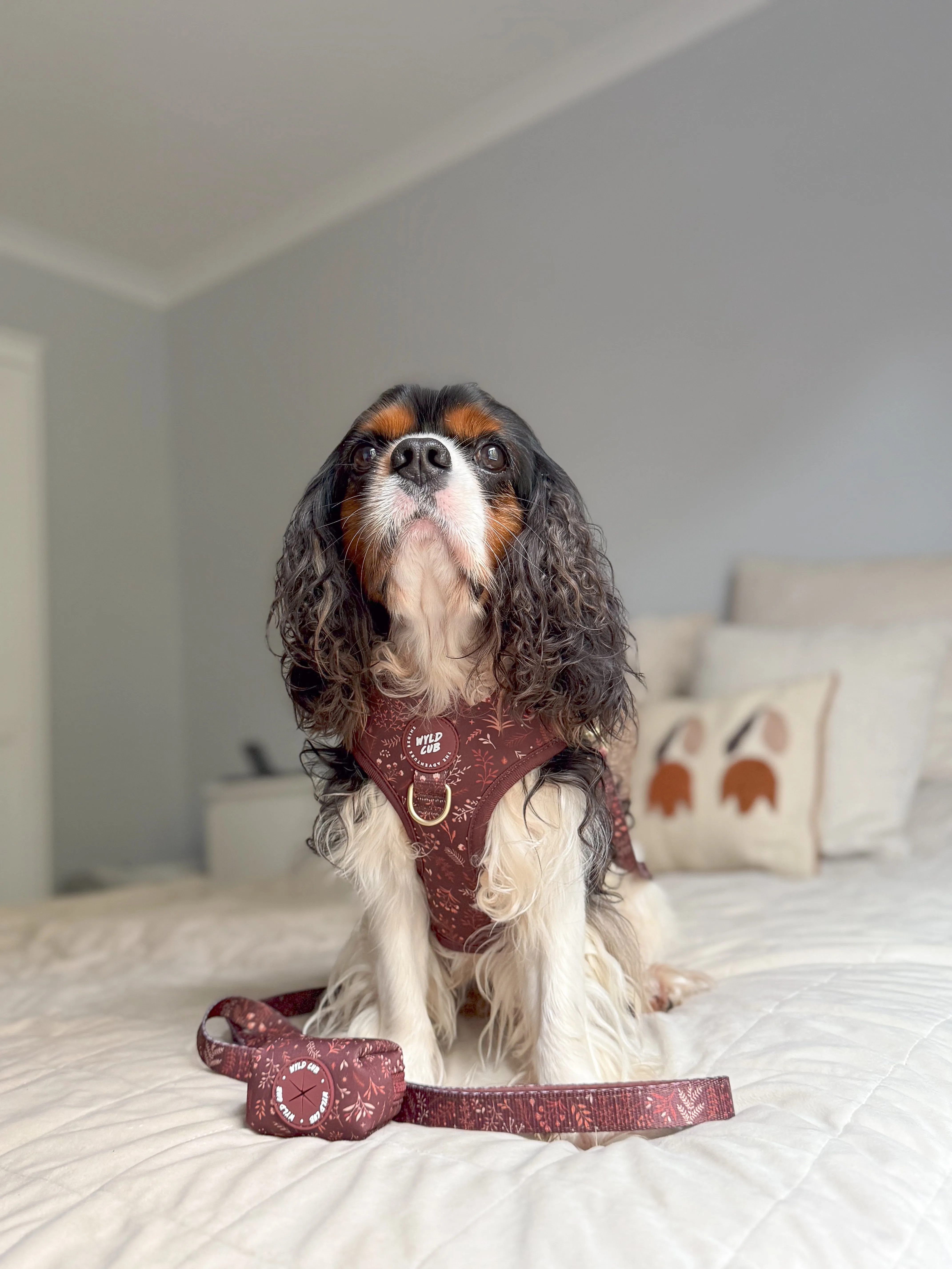 Adjustable Dog Harness: Chiswick Chestnut