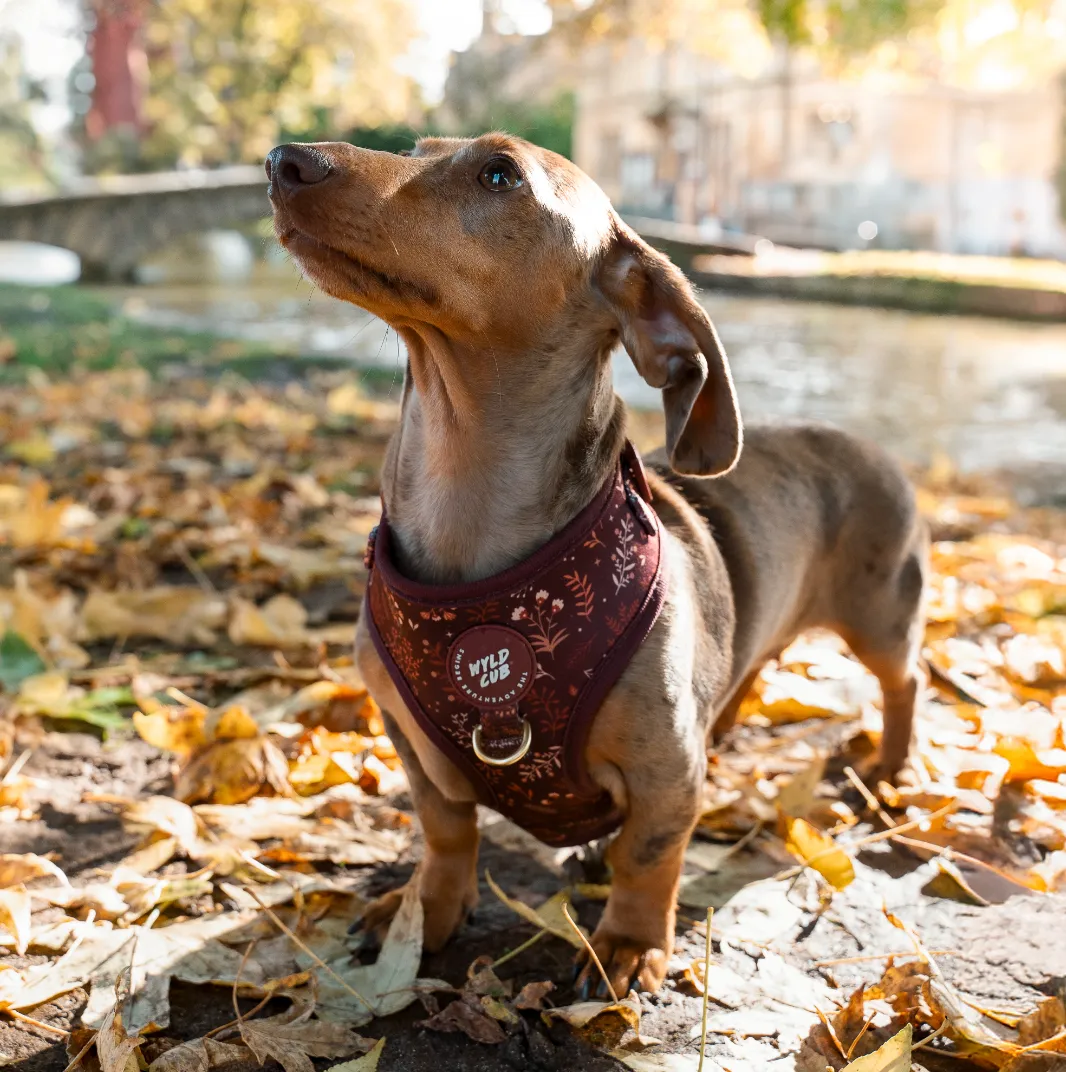 Adjustable Dog Harness: Chiswick Chestnut