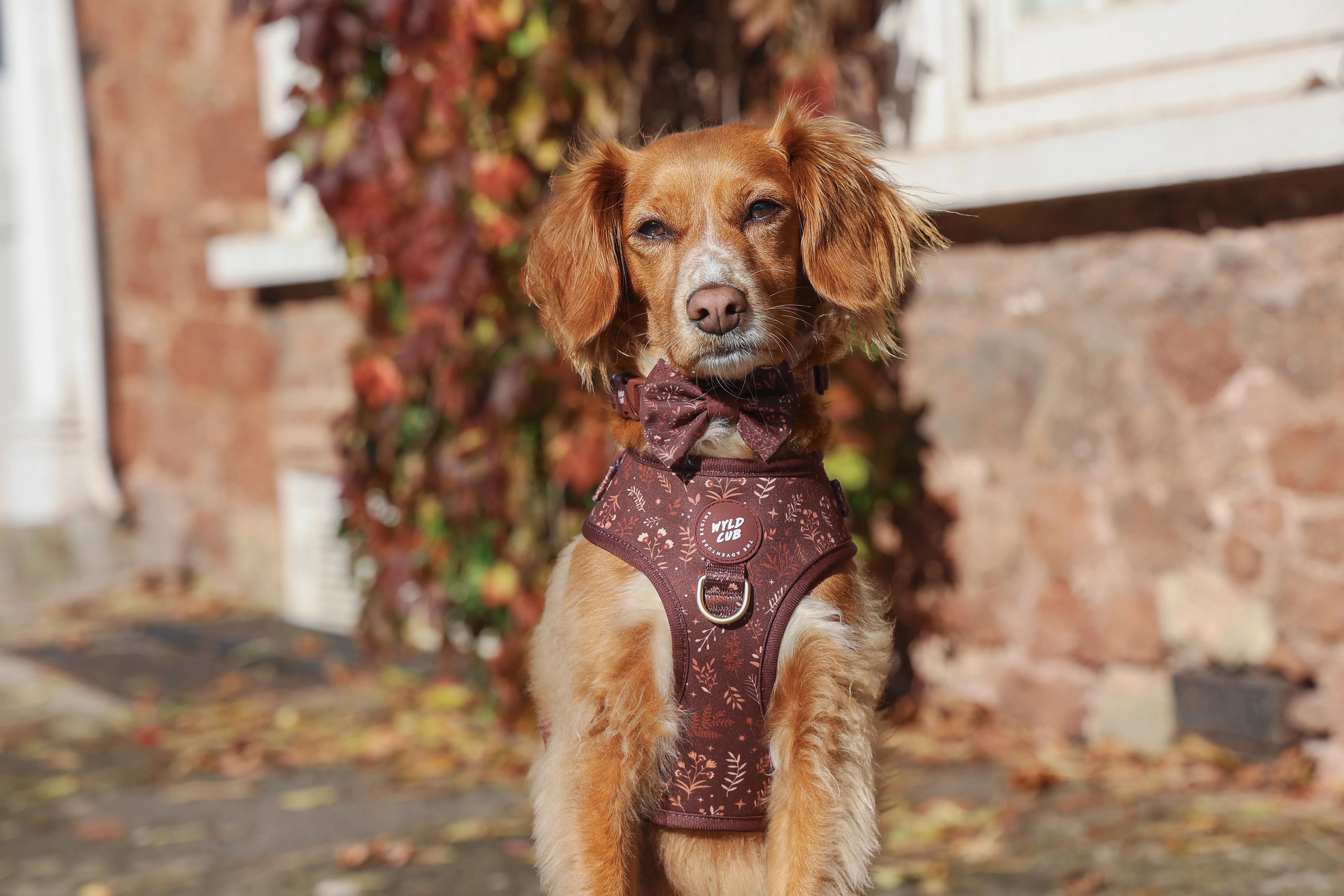 Adjustable Dog Harness: Chiswick Chestnut