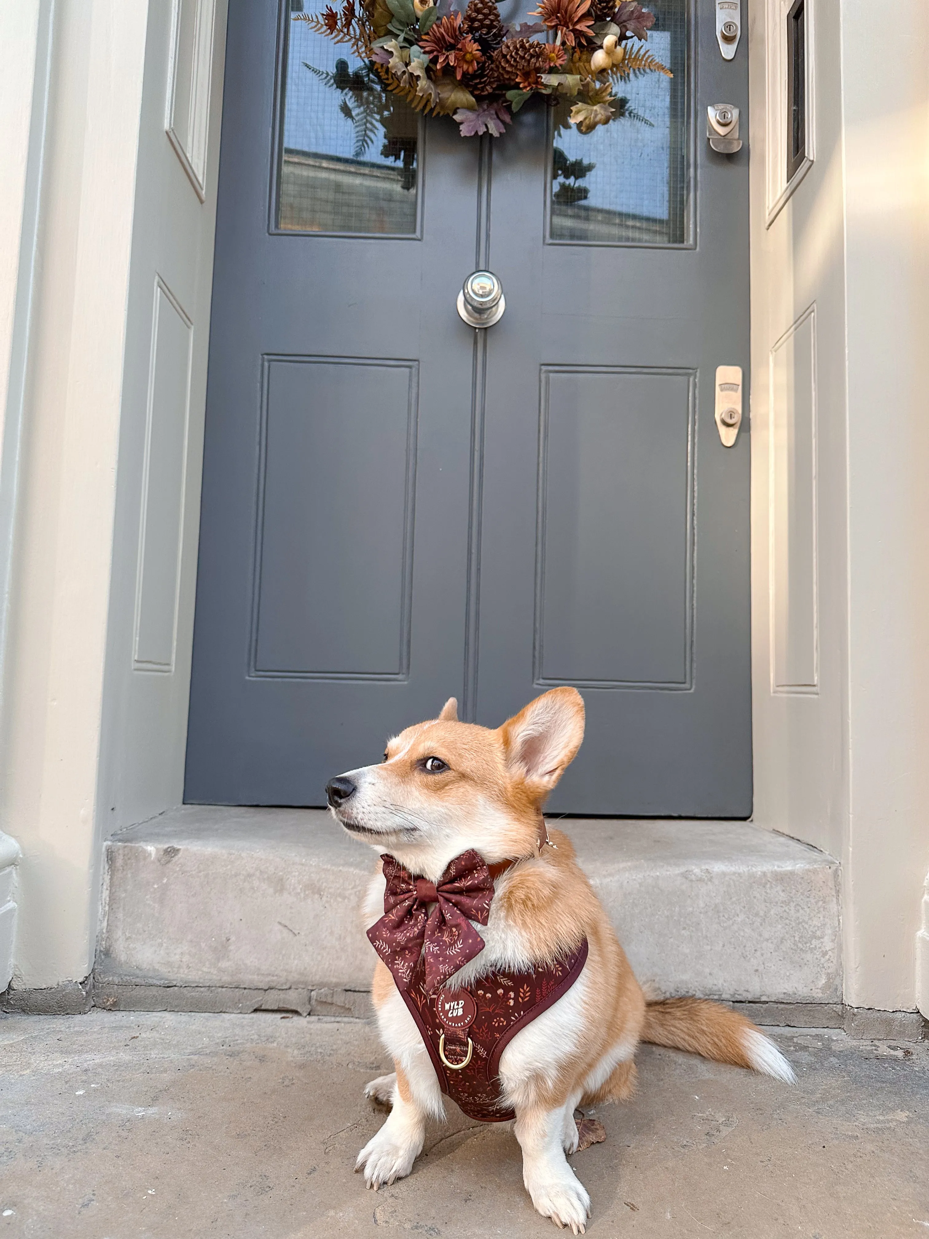Adjustable Dog Harness: Chiswick Chestnut