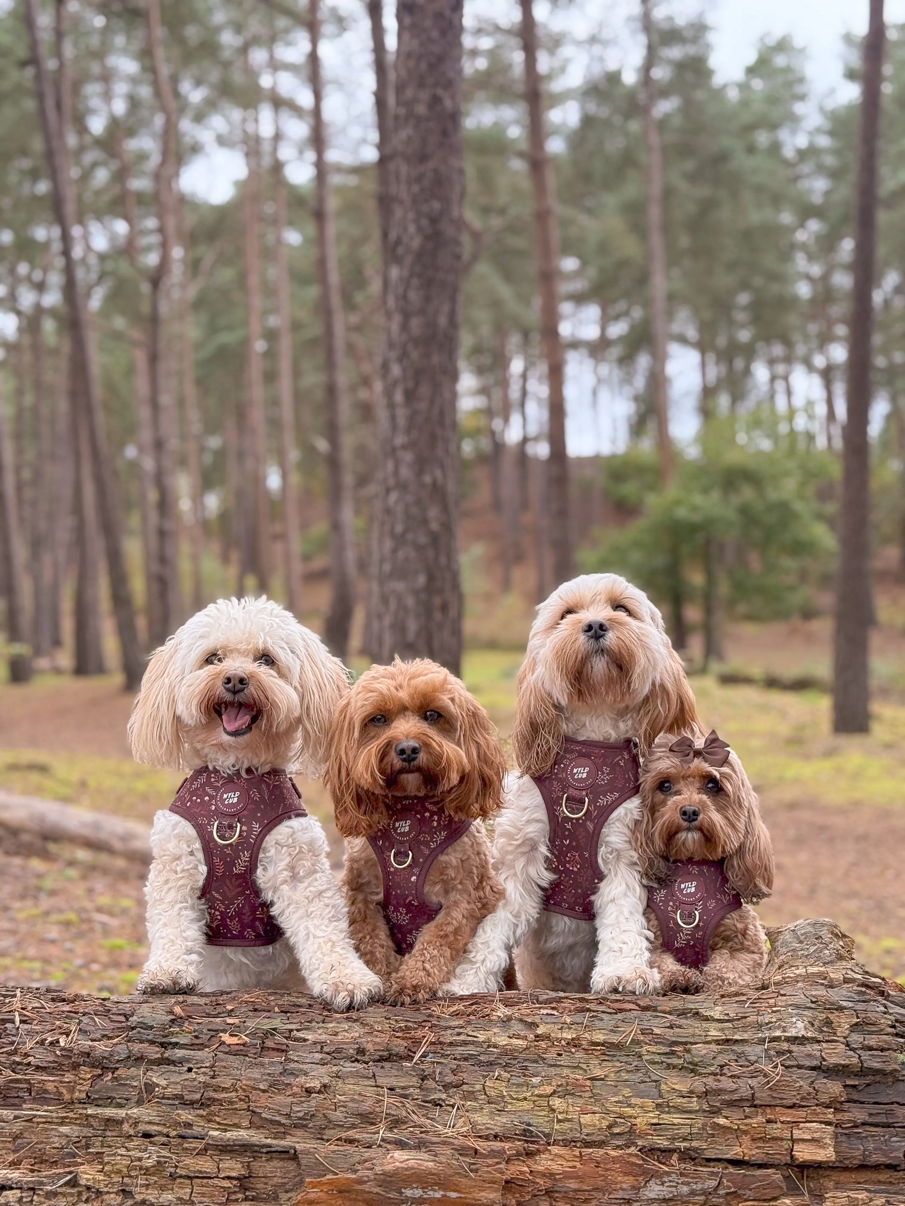 Adjustable Dog Harness: Chiswick Chestnut