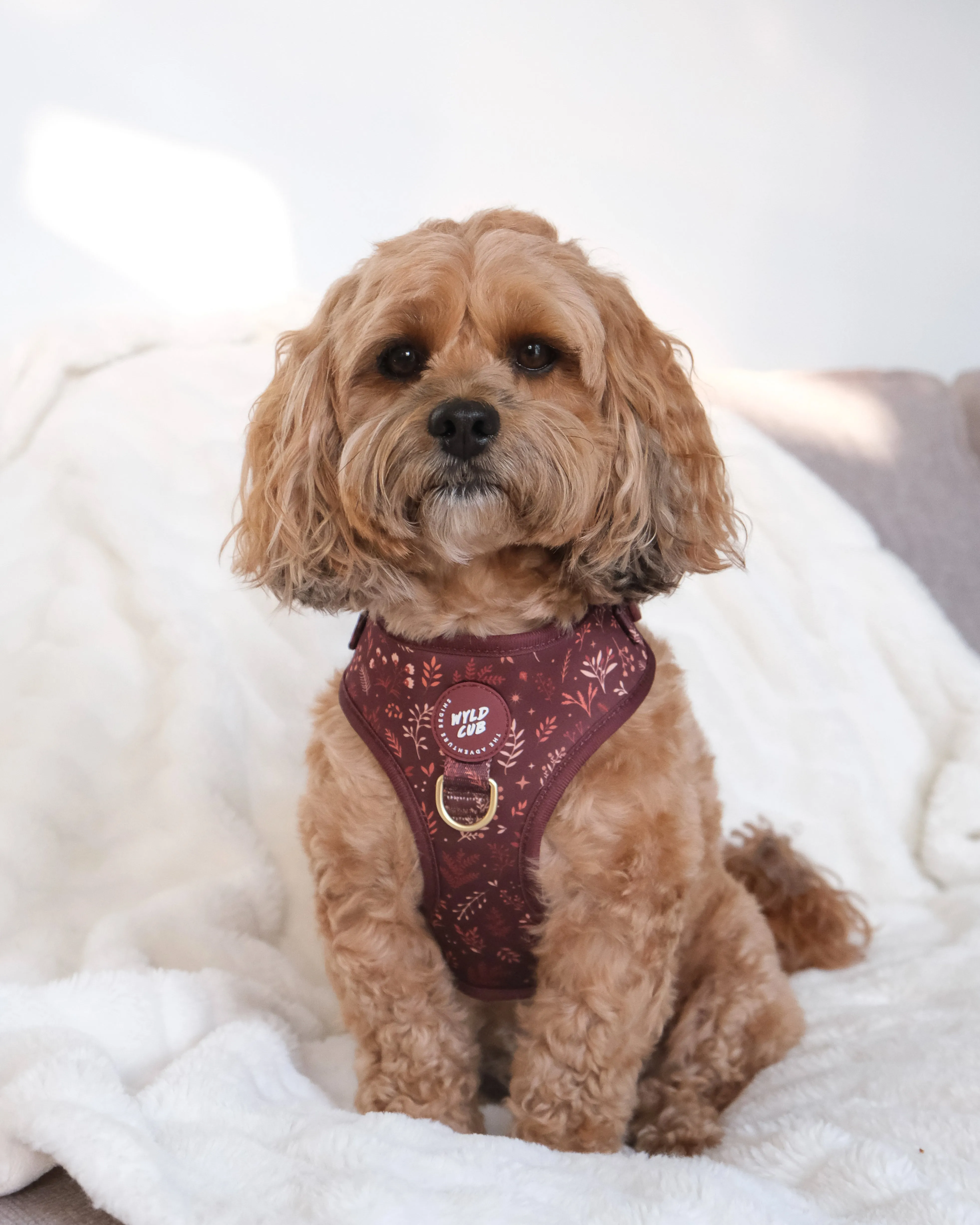 Adjustable Dog Harness: Chiswick Chestnut