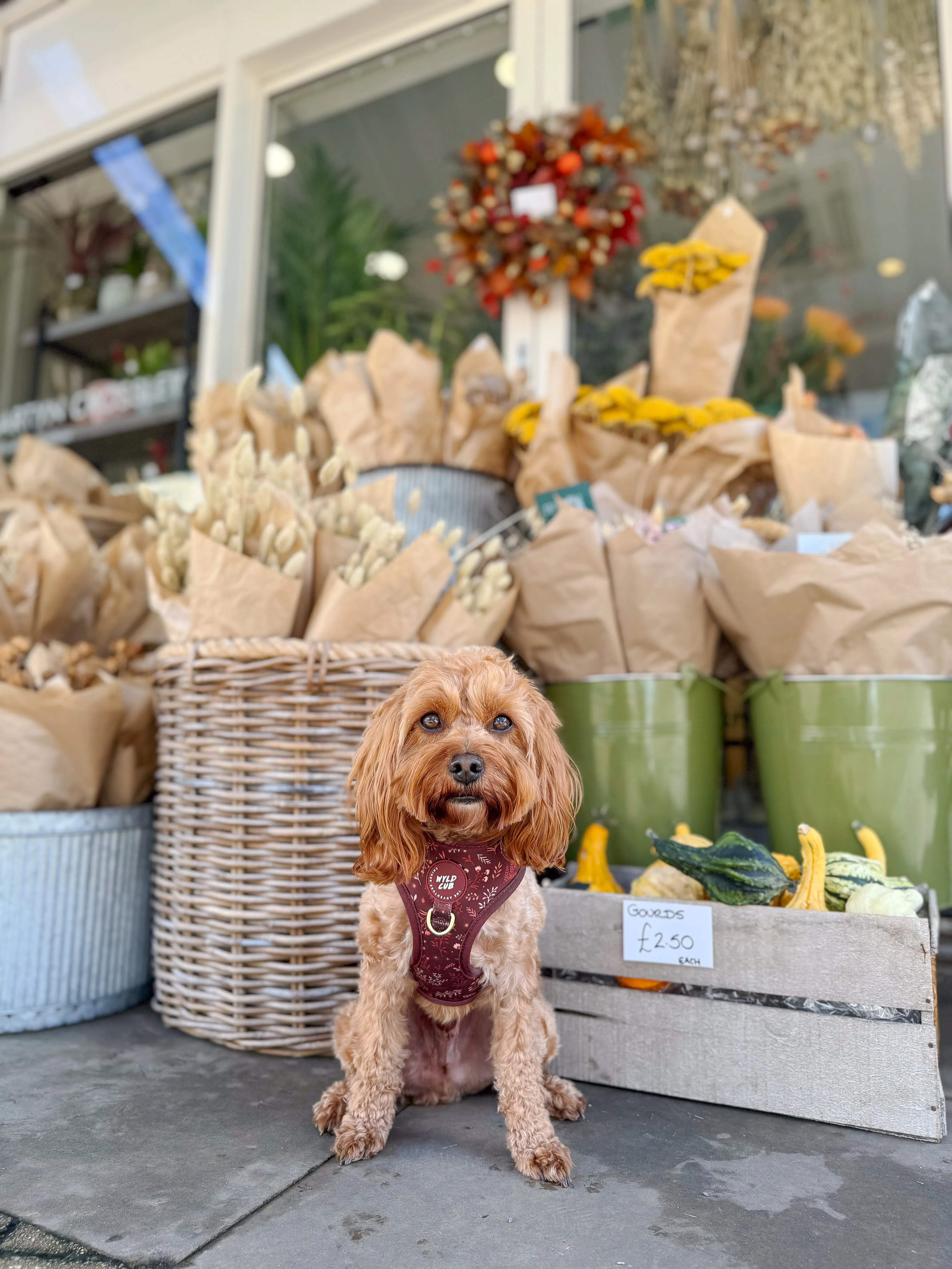 Adjustable Dog Harness: Chiswick Chestnut