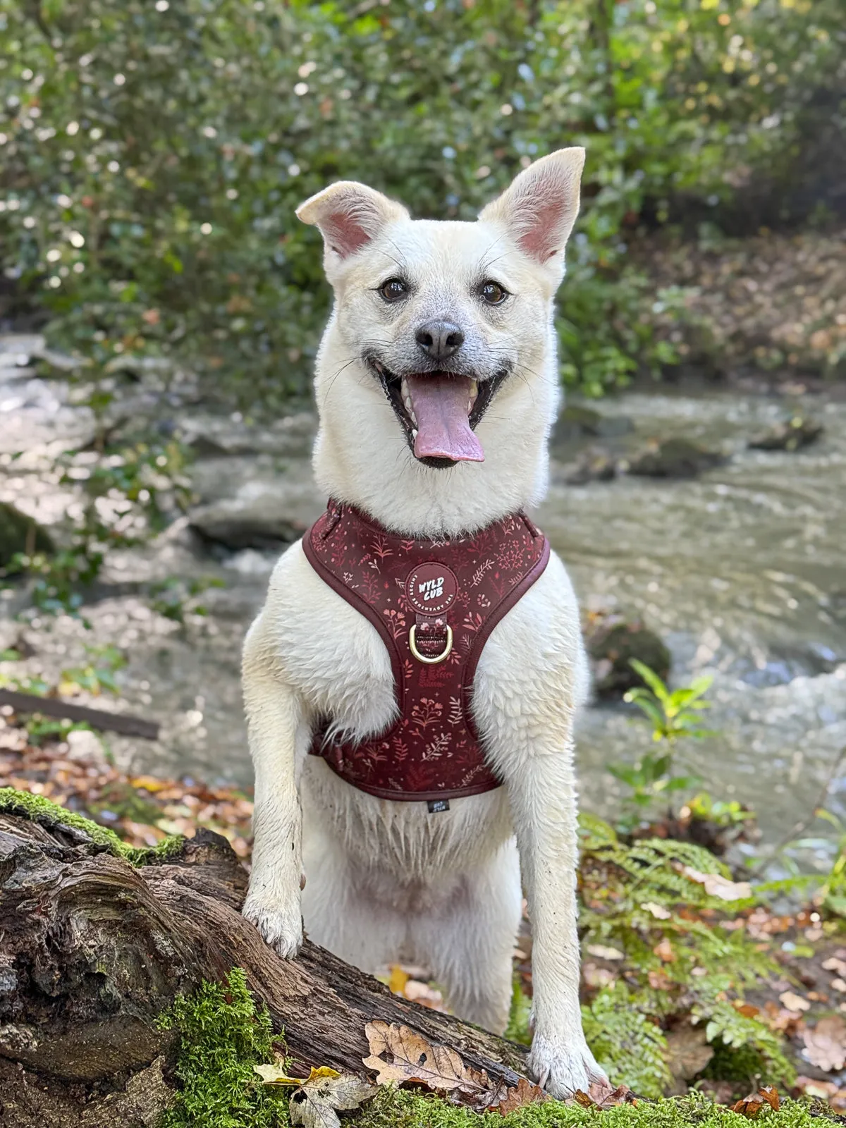 Adjustable Dog Harness: Chiswick Chestnut