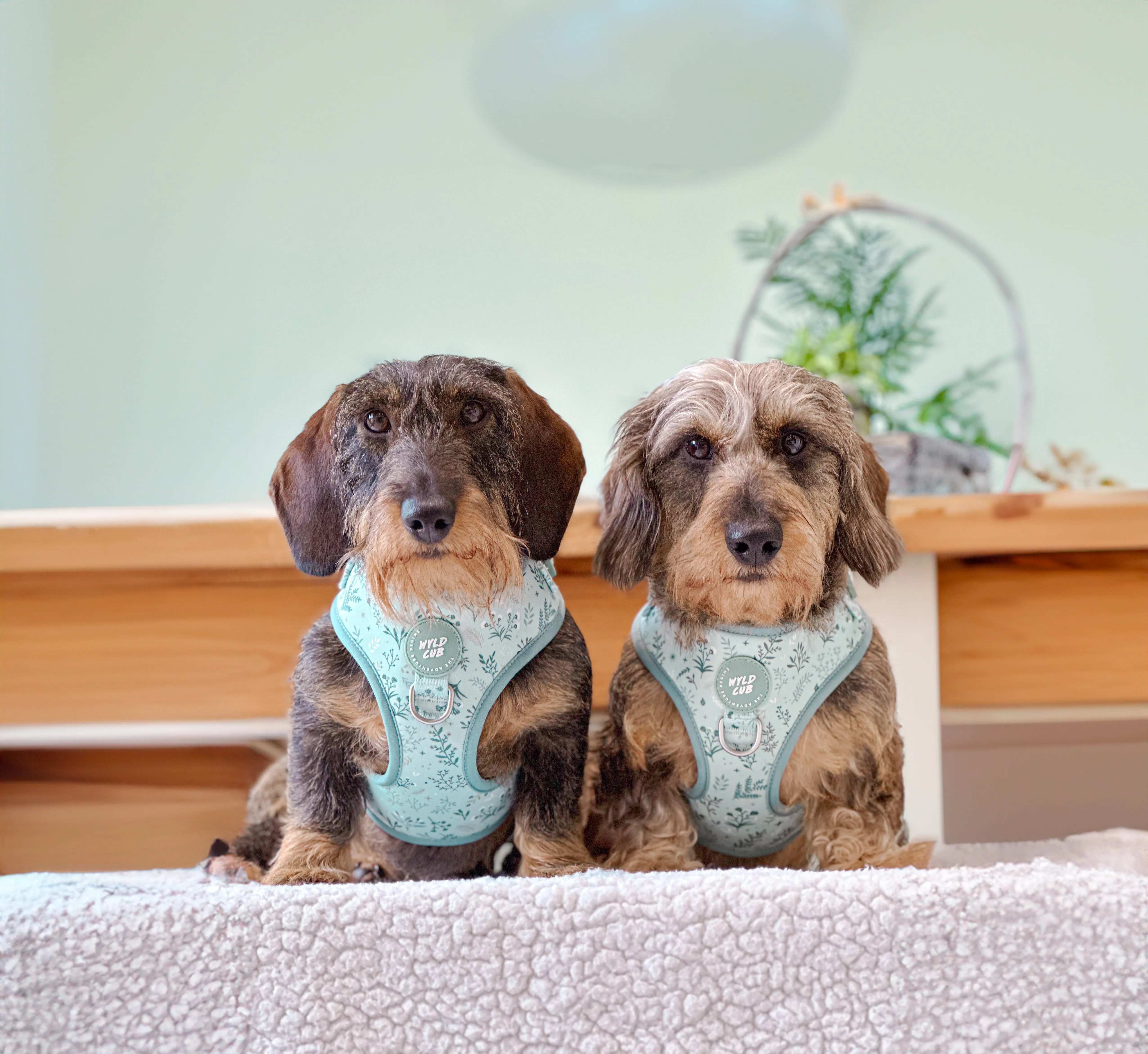 Adjustable Dog Harness: Chiswick Pistachio