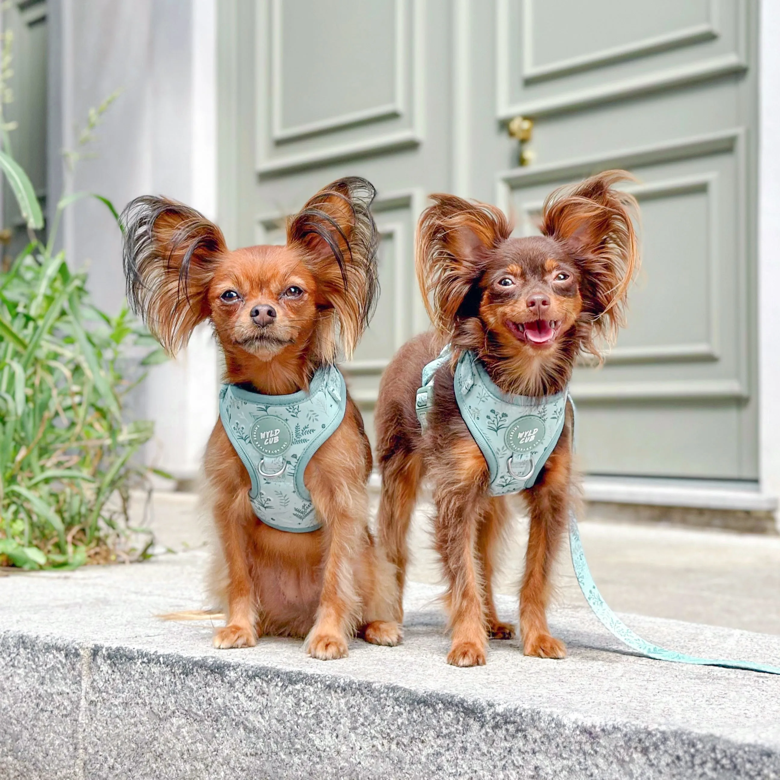 Adjustable Dog Harness: Chiswick Pistachio