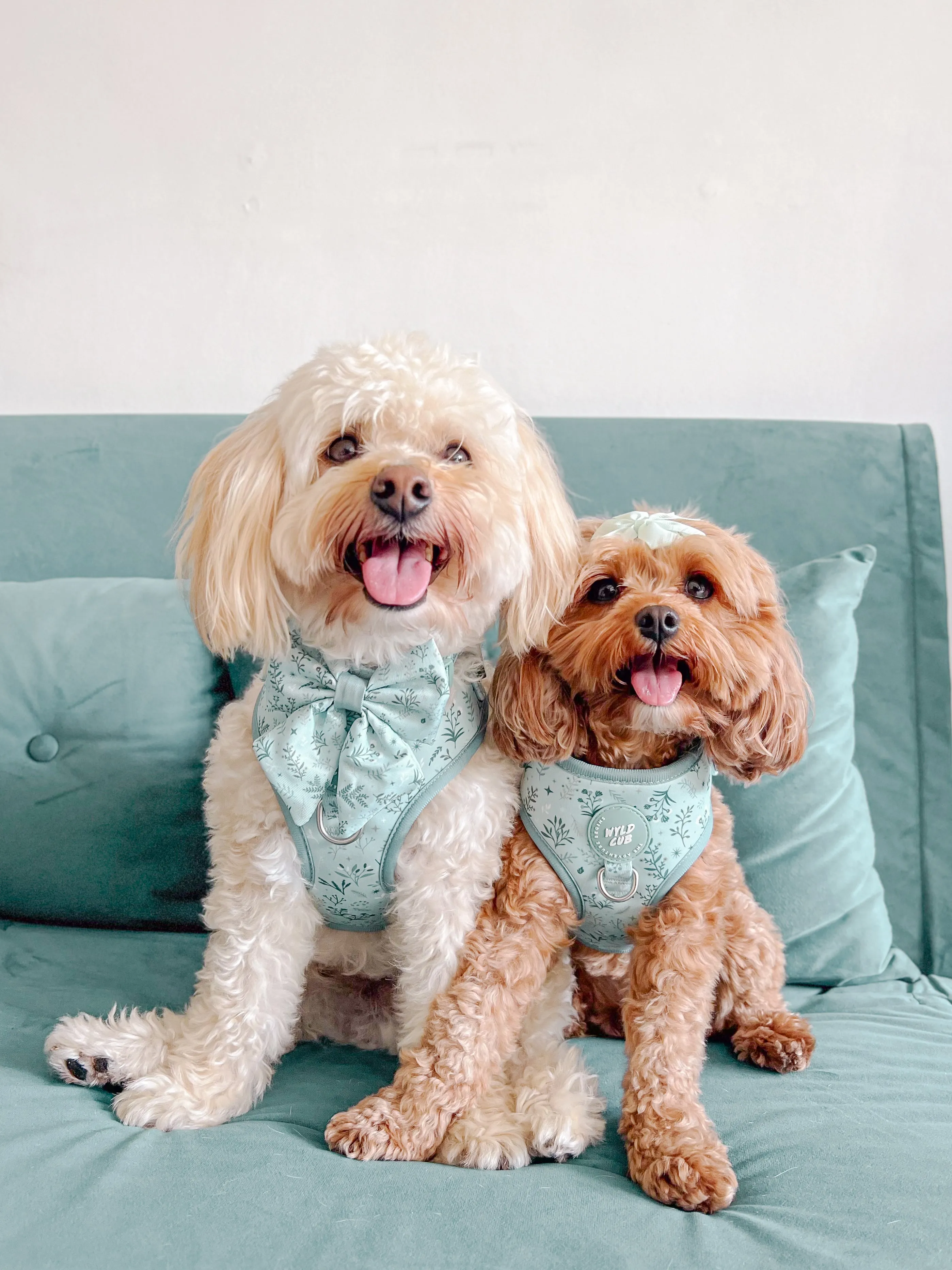 Adjustable Dog Harness: Chiswick Pistachio