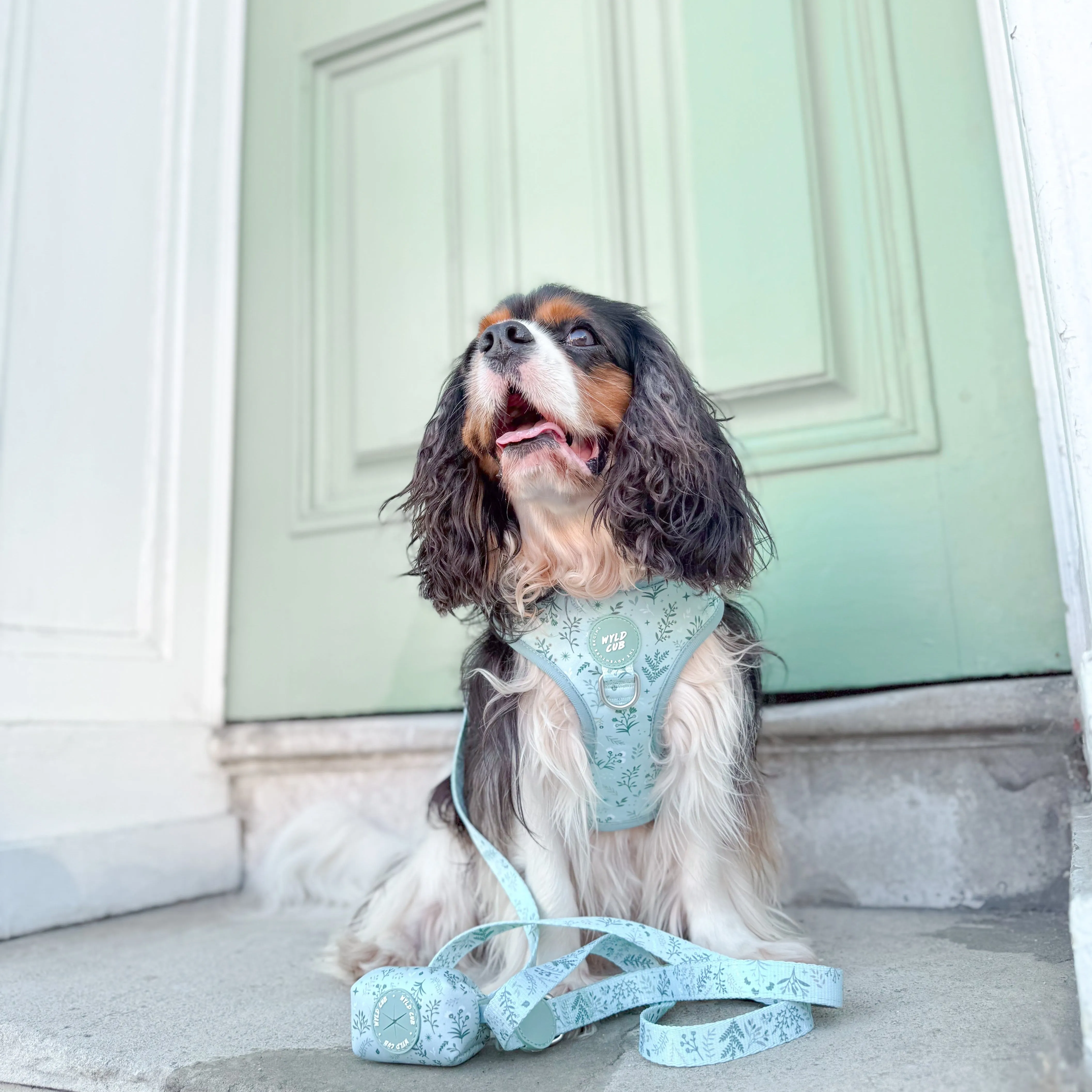 Adjustable Dog Harness: Chiswick Pistachio