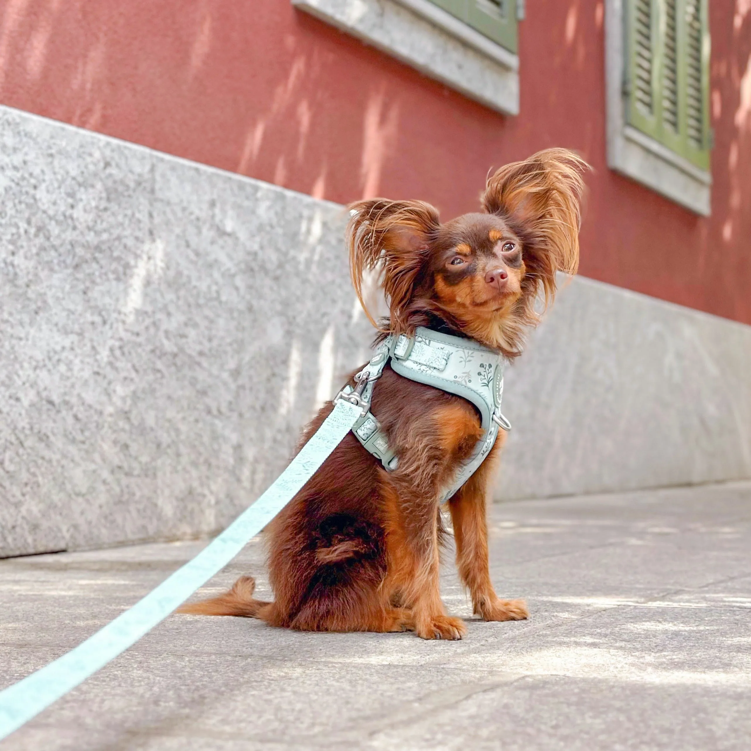 Adjustable Dog Harness: Chiswick Pistachio