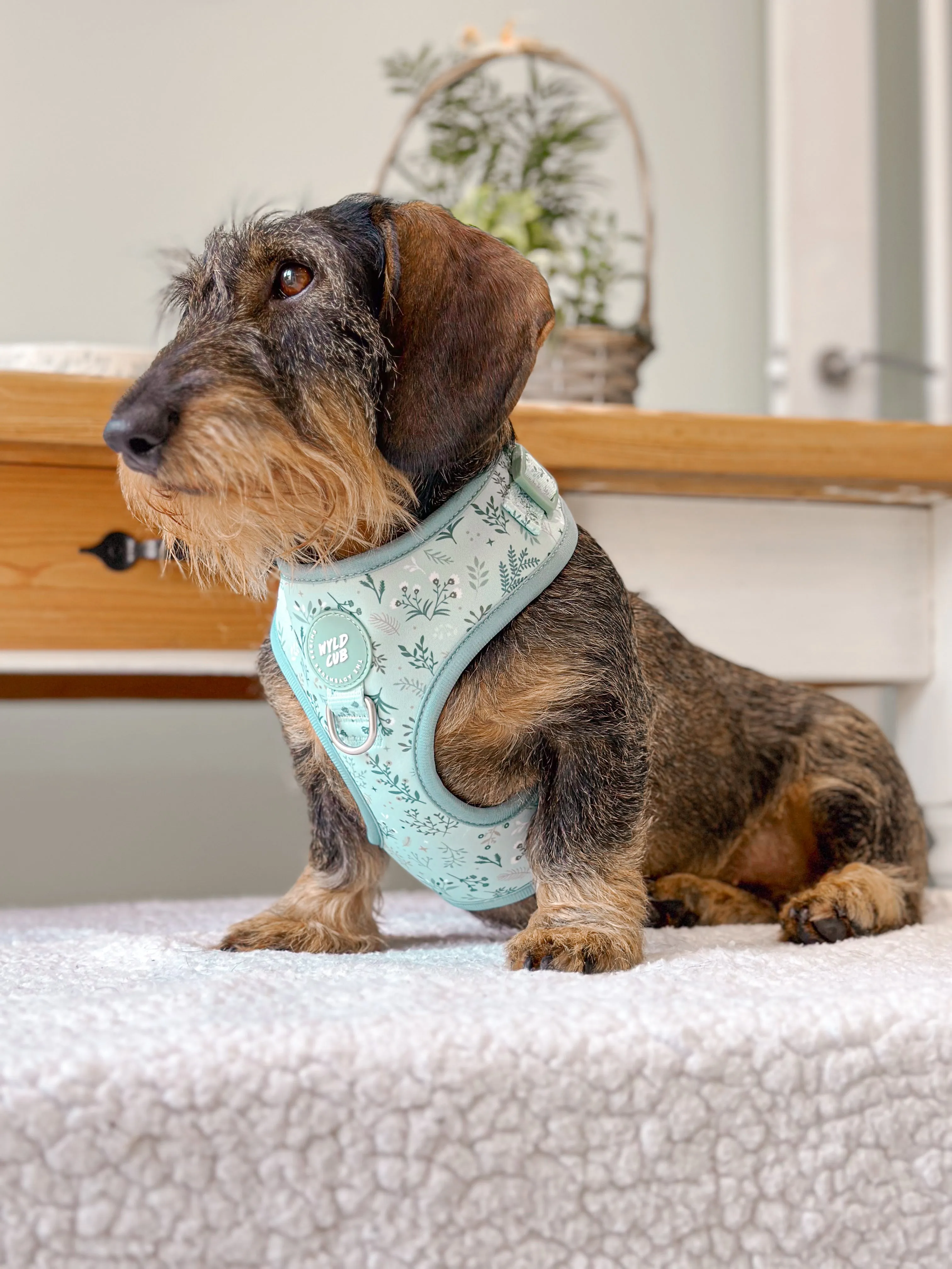 Adjustable Dog Harness: Chiswick Pistachio