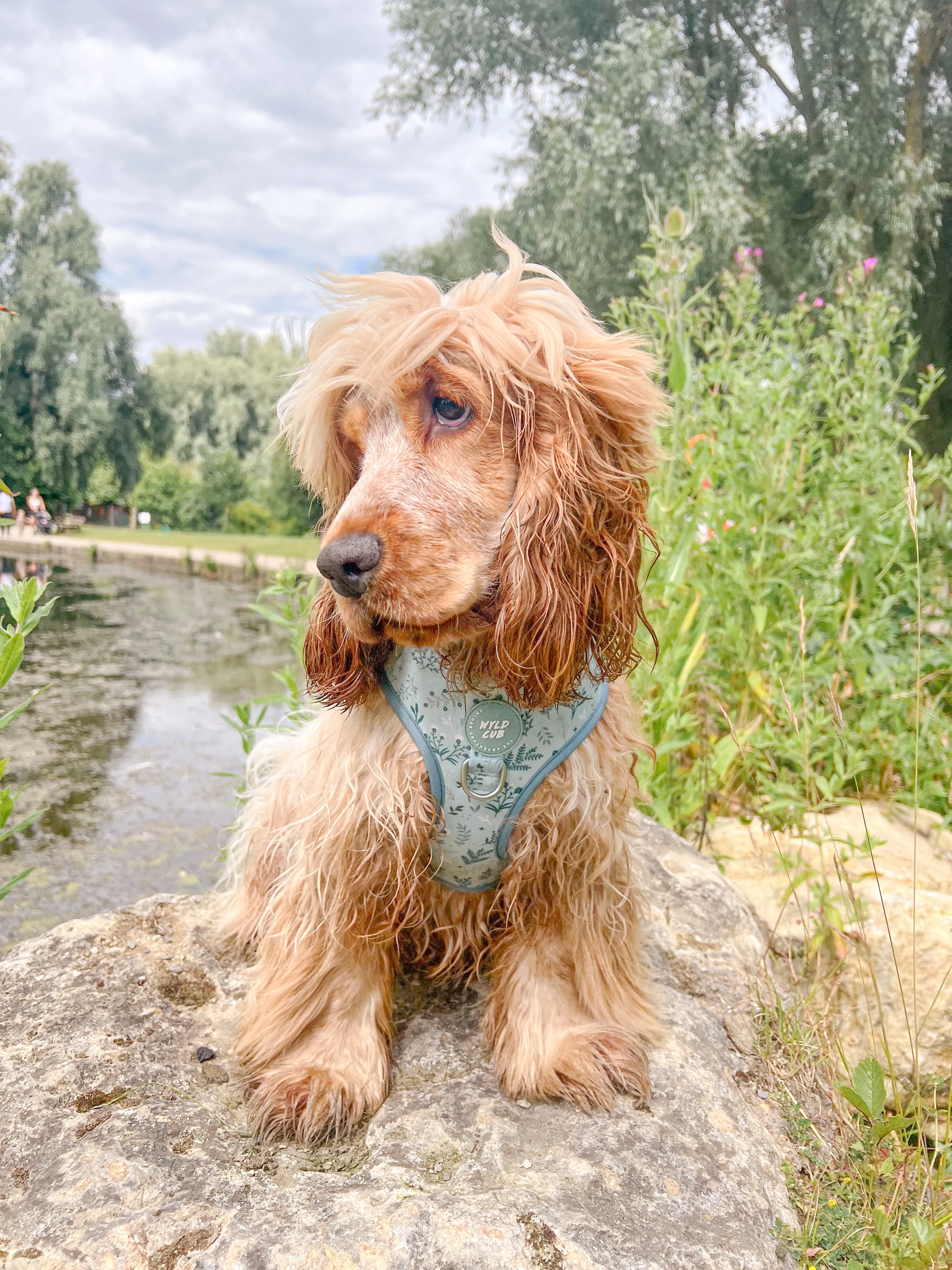 Adjustable Dog Harness: Chiswick Pistachio