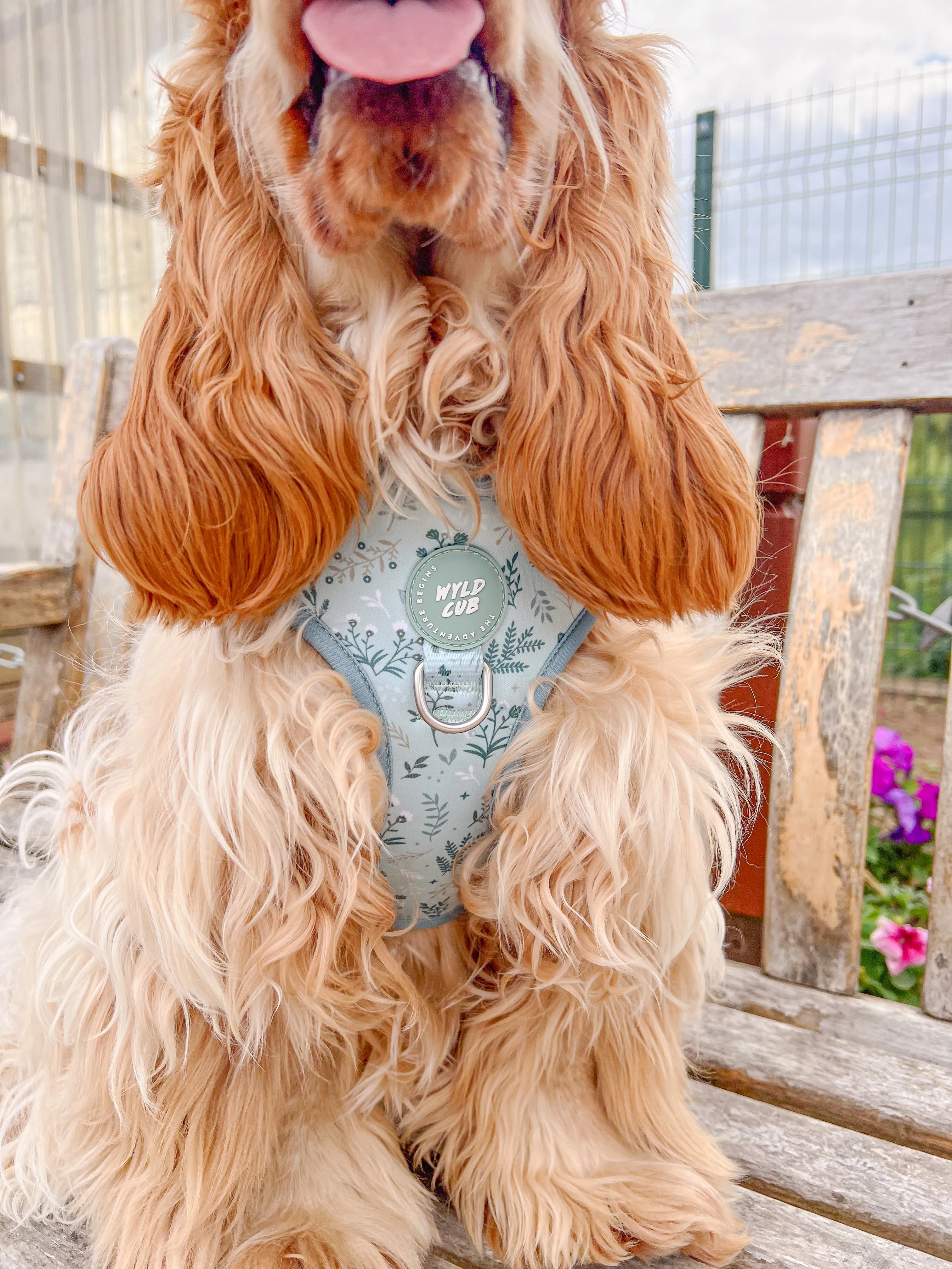 Adjustable Dog Harness: Chiswick Pistachio