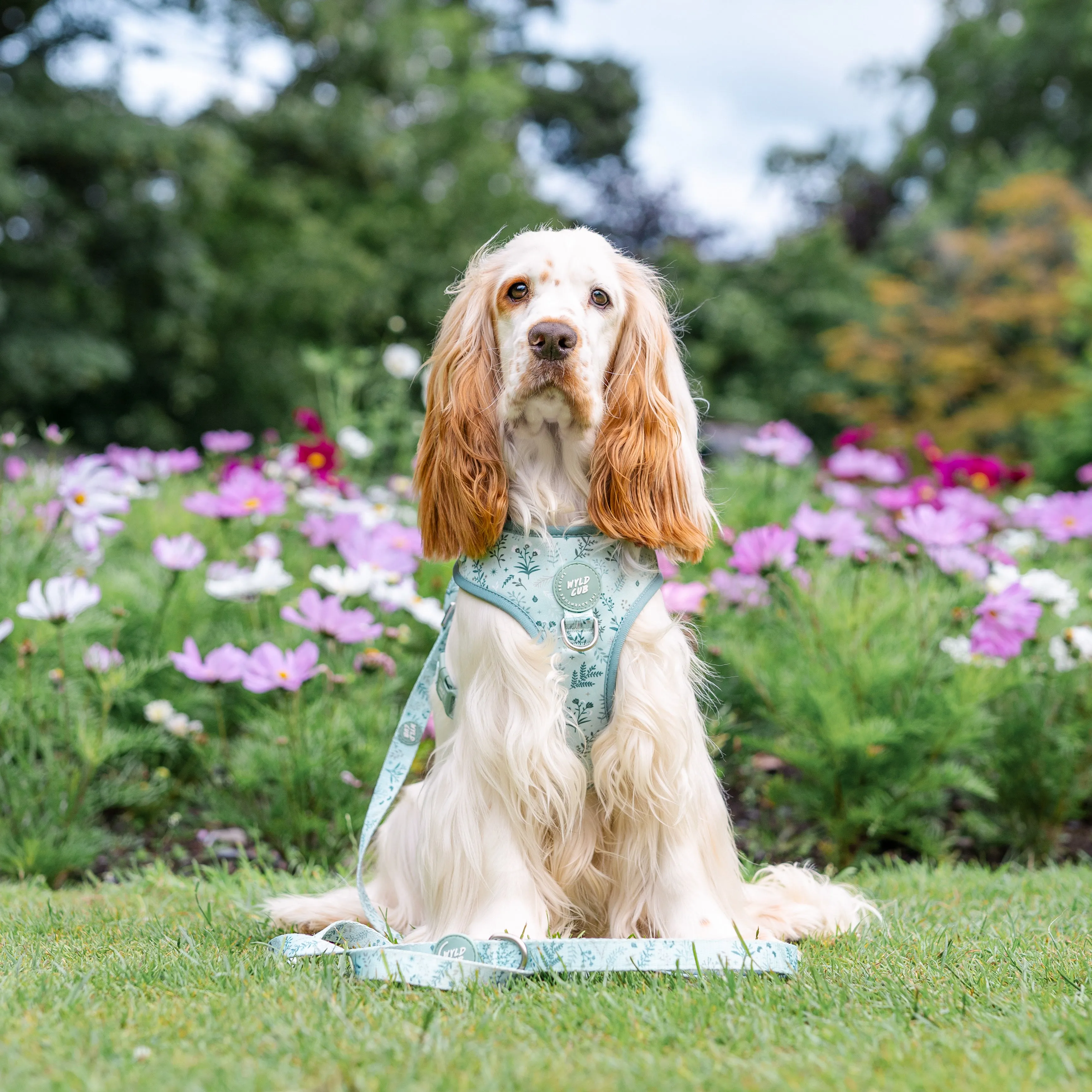 Adjustable Dog Harness: Chiswick Pistachio