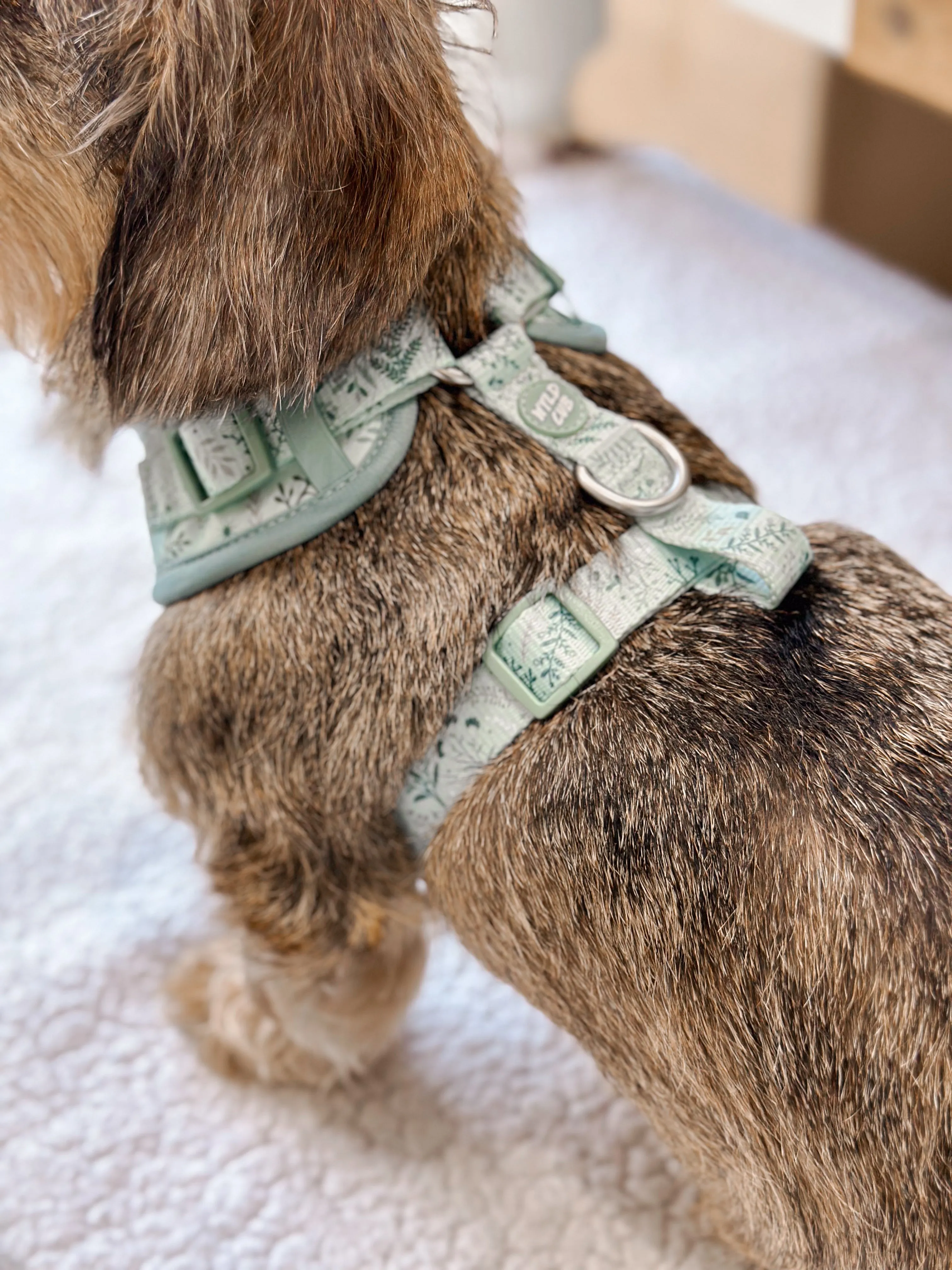 Adjustable Dog Harness: Chiswick Pistachio