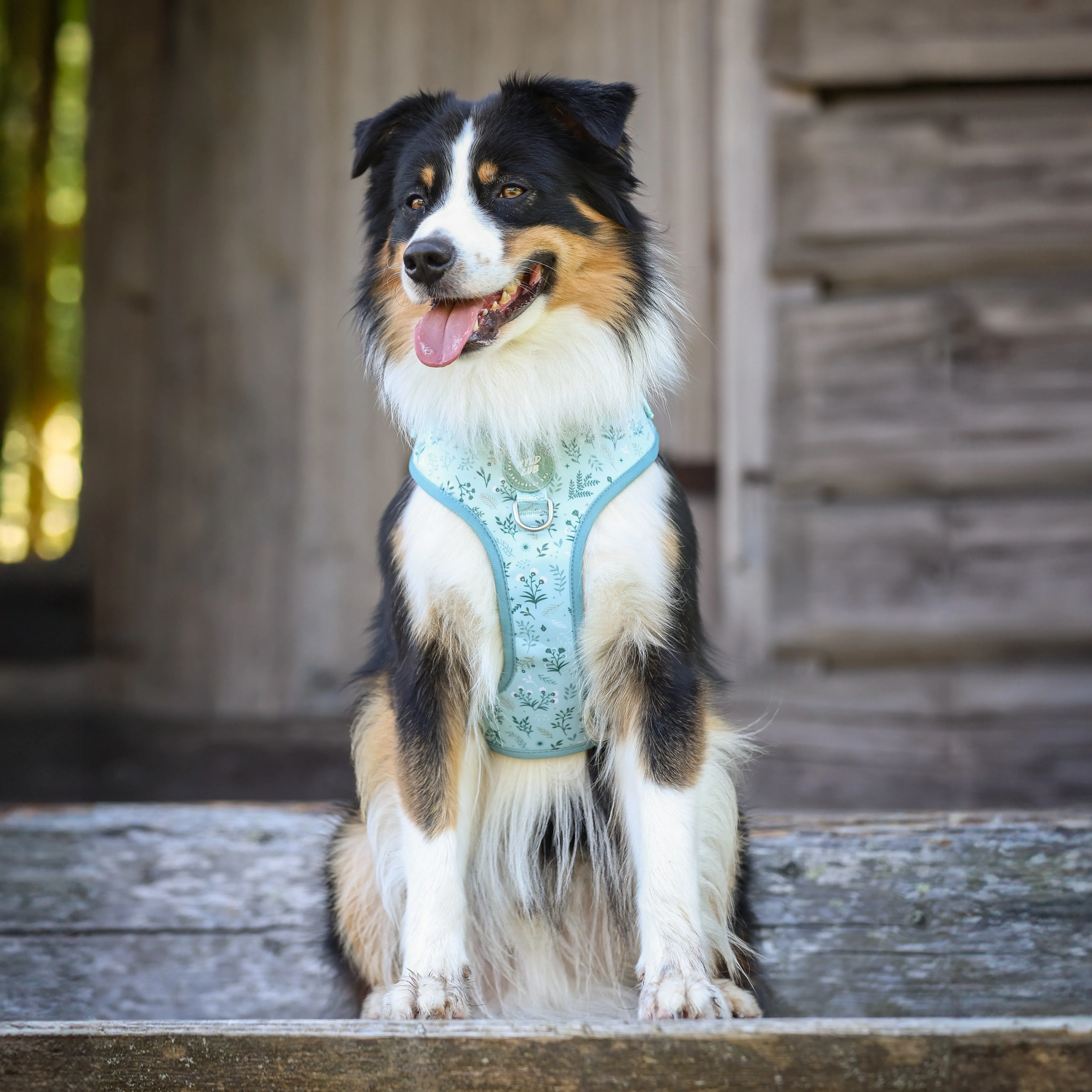 Adjustable Dog Harness: Chiswick Pistachio