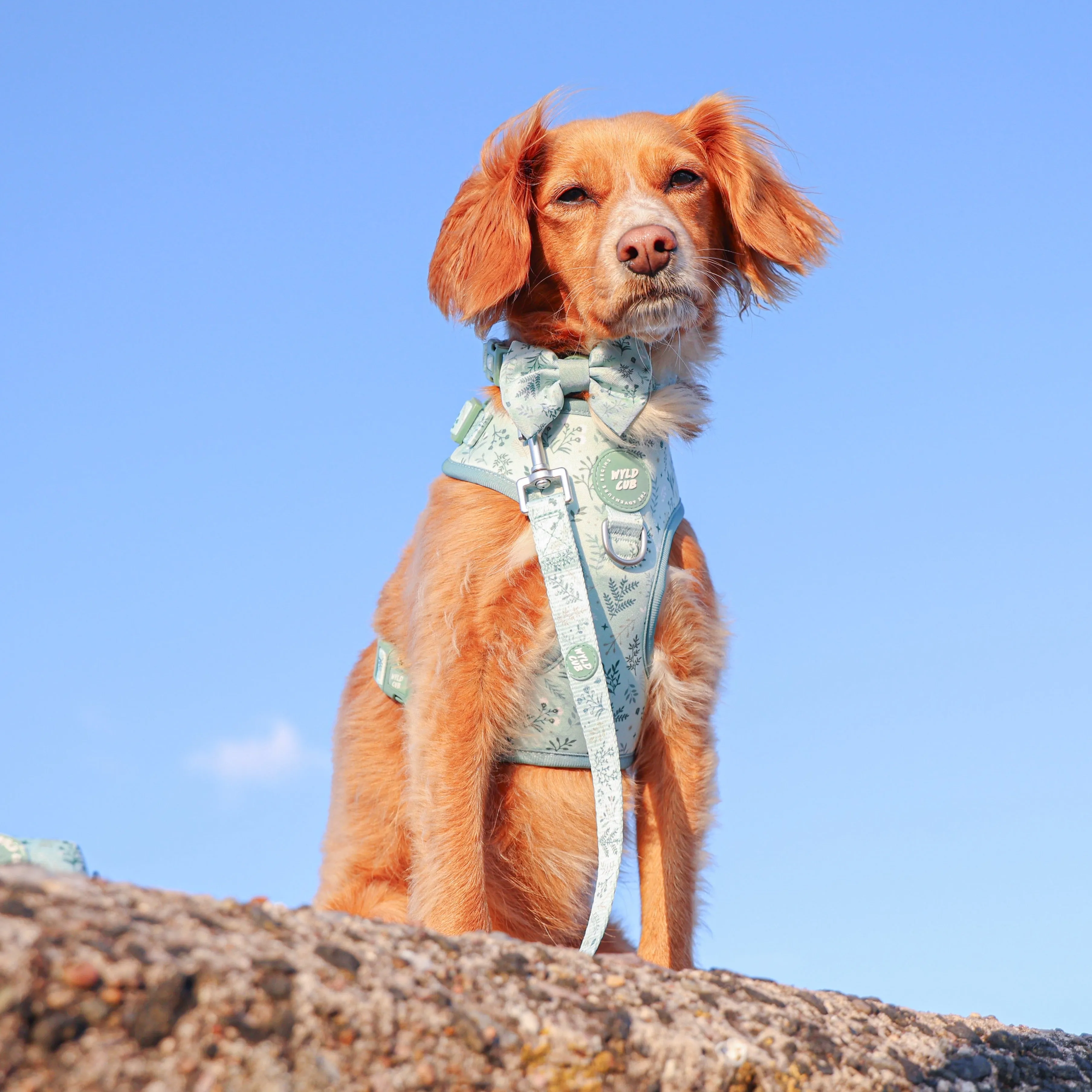 Adjustable Dog Harness: Chiswick Pistachio
