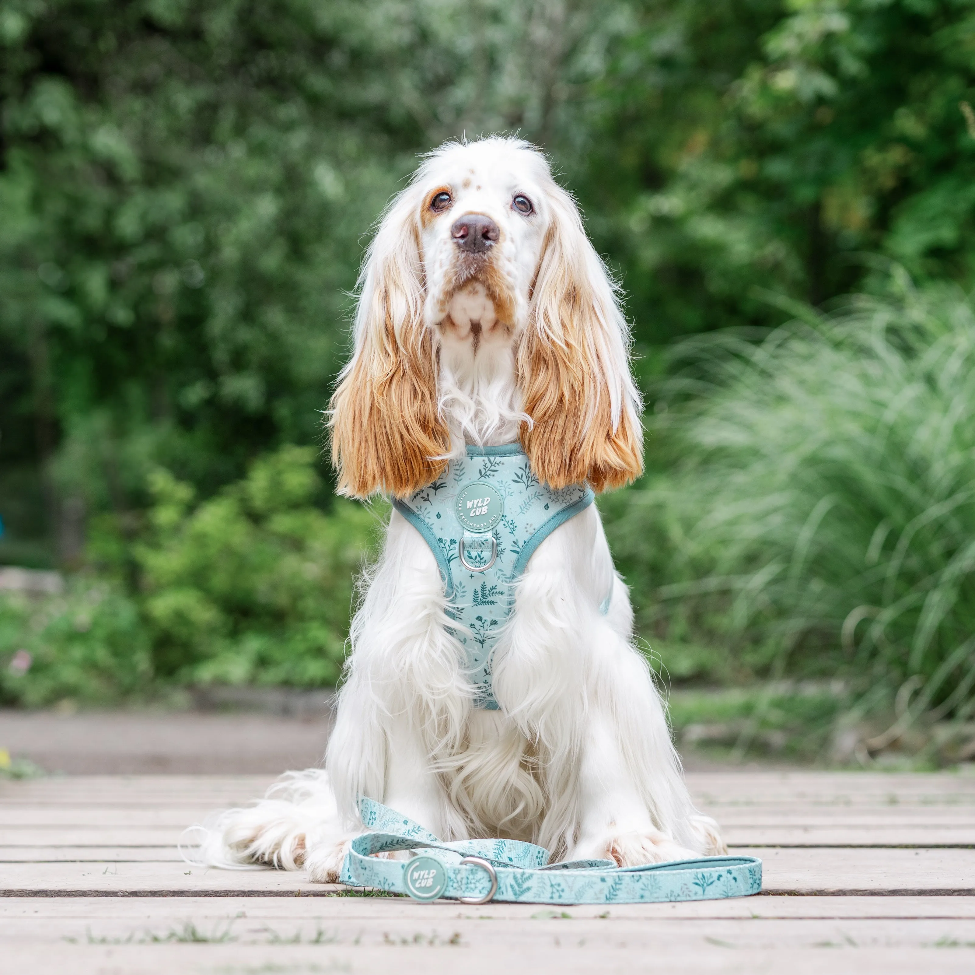 Adjustable Dog Harness: Chiswick Pistachio