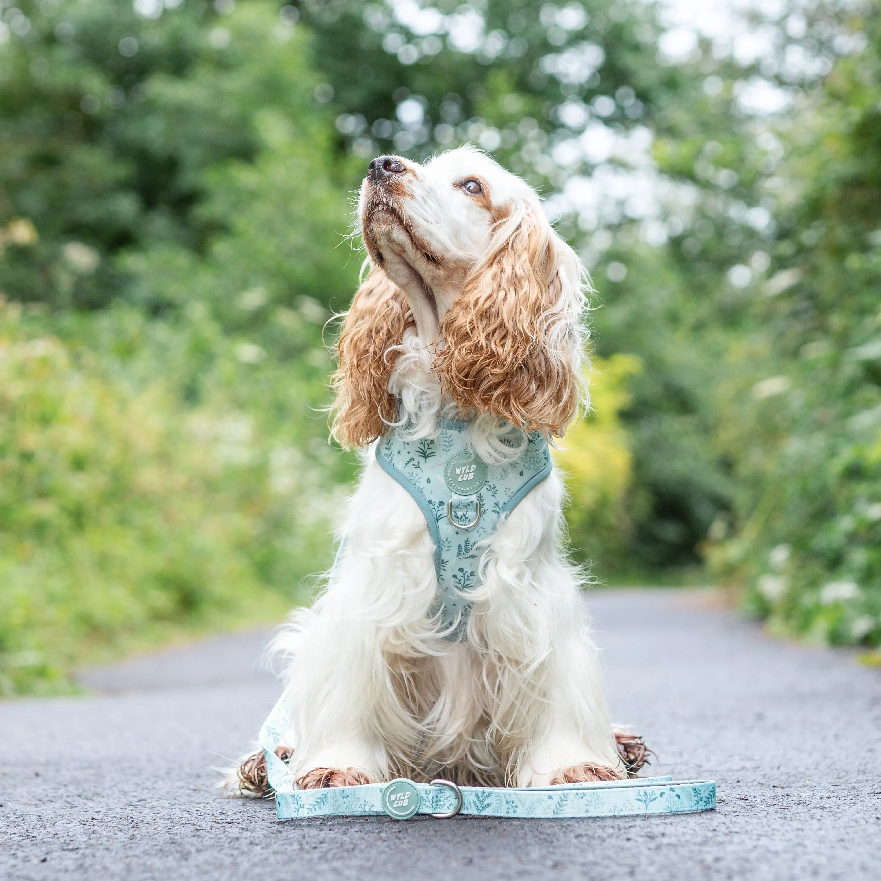 Adjustable Dog Harness: Chiswick Pistachio