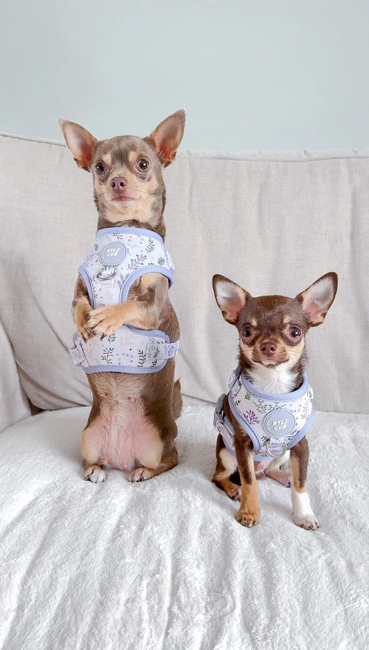 Adjustable Dog Harness: Chiswick Thistle