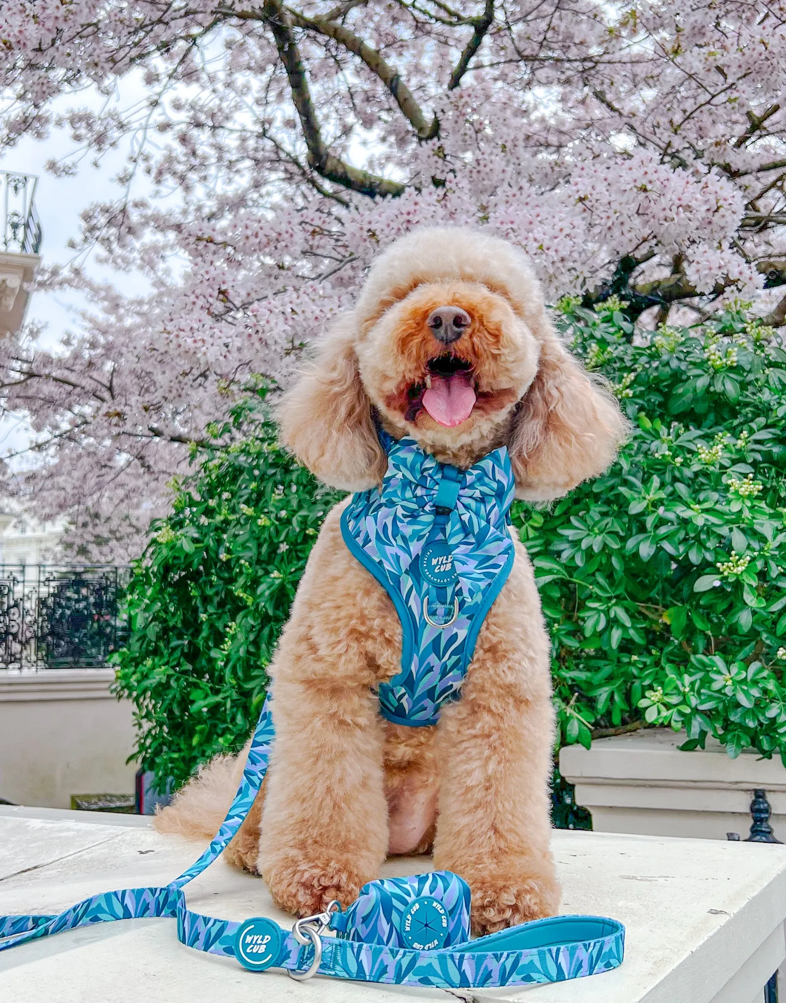 Adjustable Dog Harness: Kew Agave