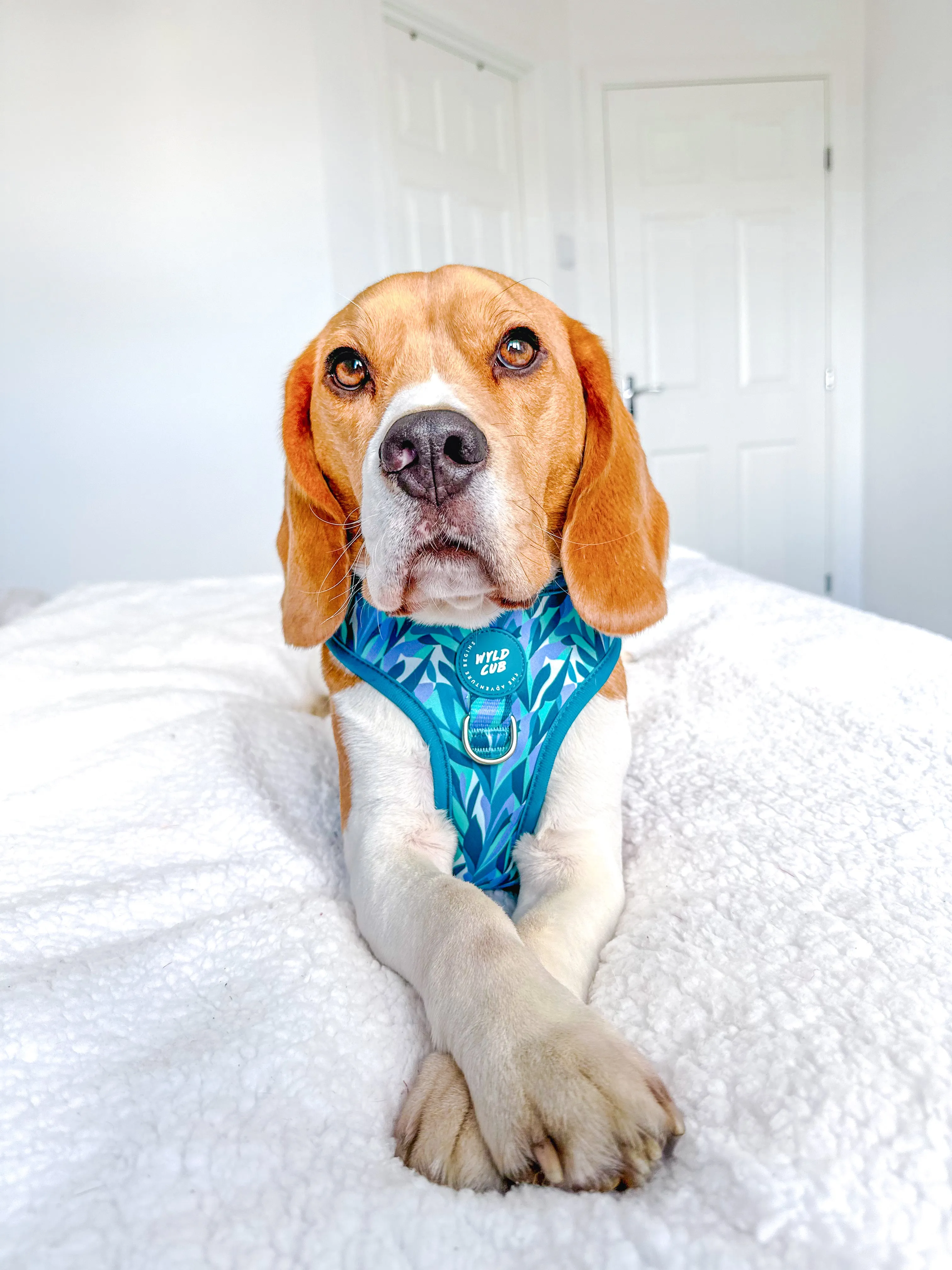 Adjustable Dog Harness: Kew Agave
