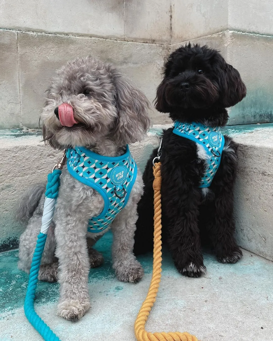 Adjustable Dog Harness: Knightsbridge Azure