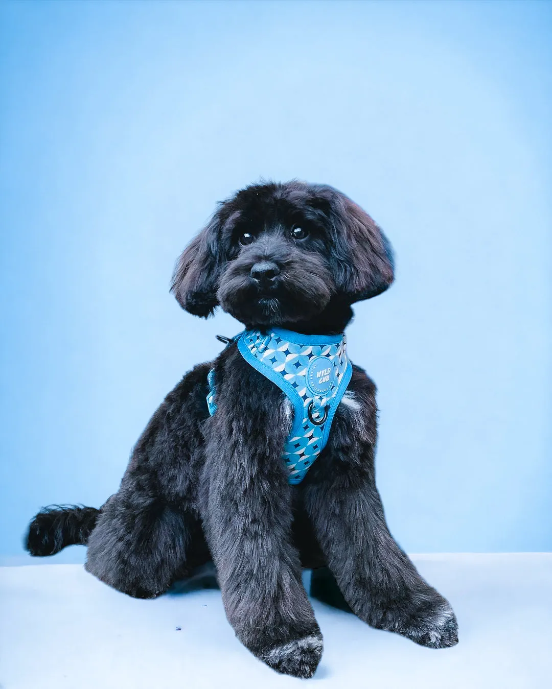 Adjustable Dog Harness: Knightsbridge Azure