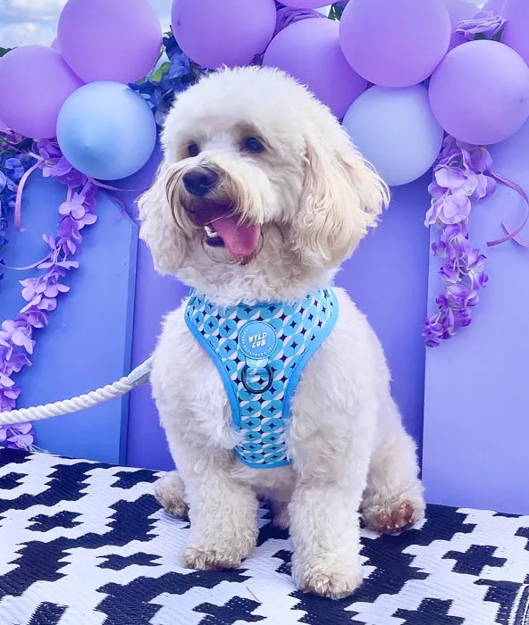 Adjustable Dog Harness: Knightsbridge Azure
