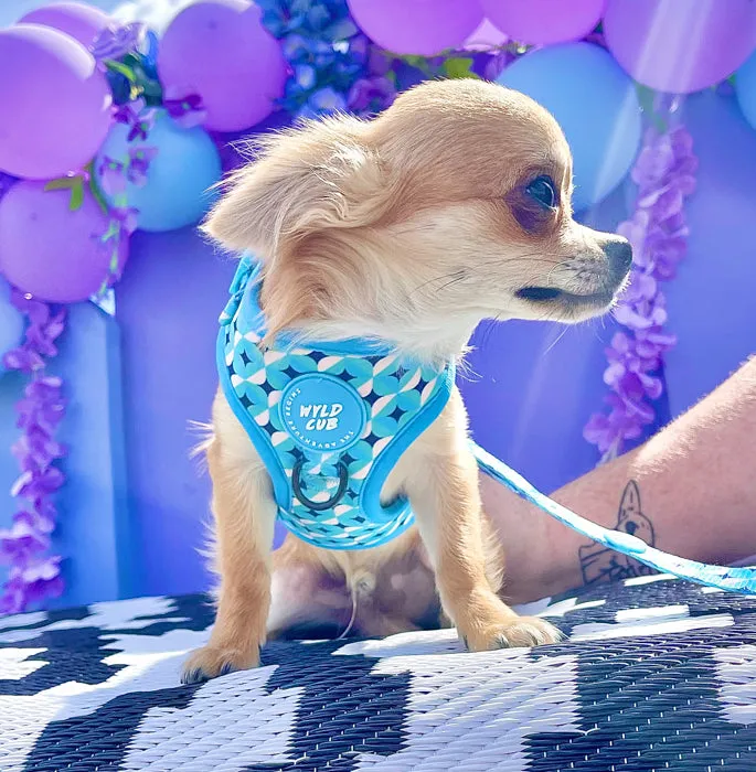 Adjustable Dog Harness: Knightsbridge Azure