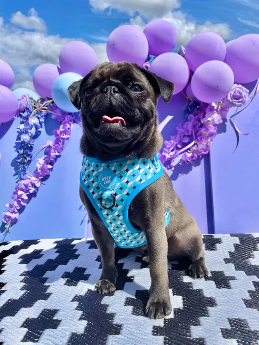 Adjustable Dog Harness: Knightsbridge Azure