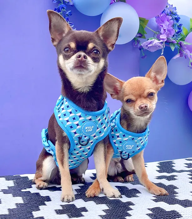 Adjustable Dog Harness: Knightsbridge Azure