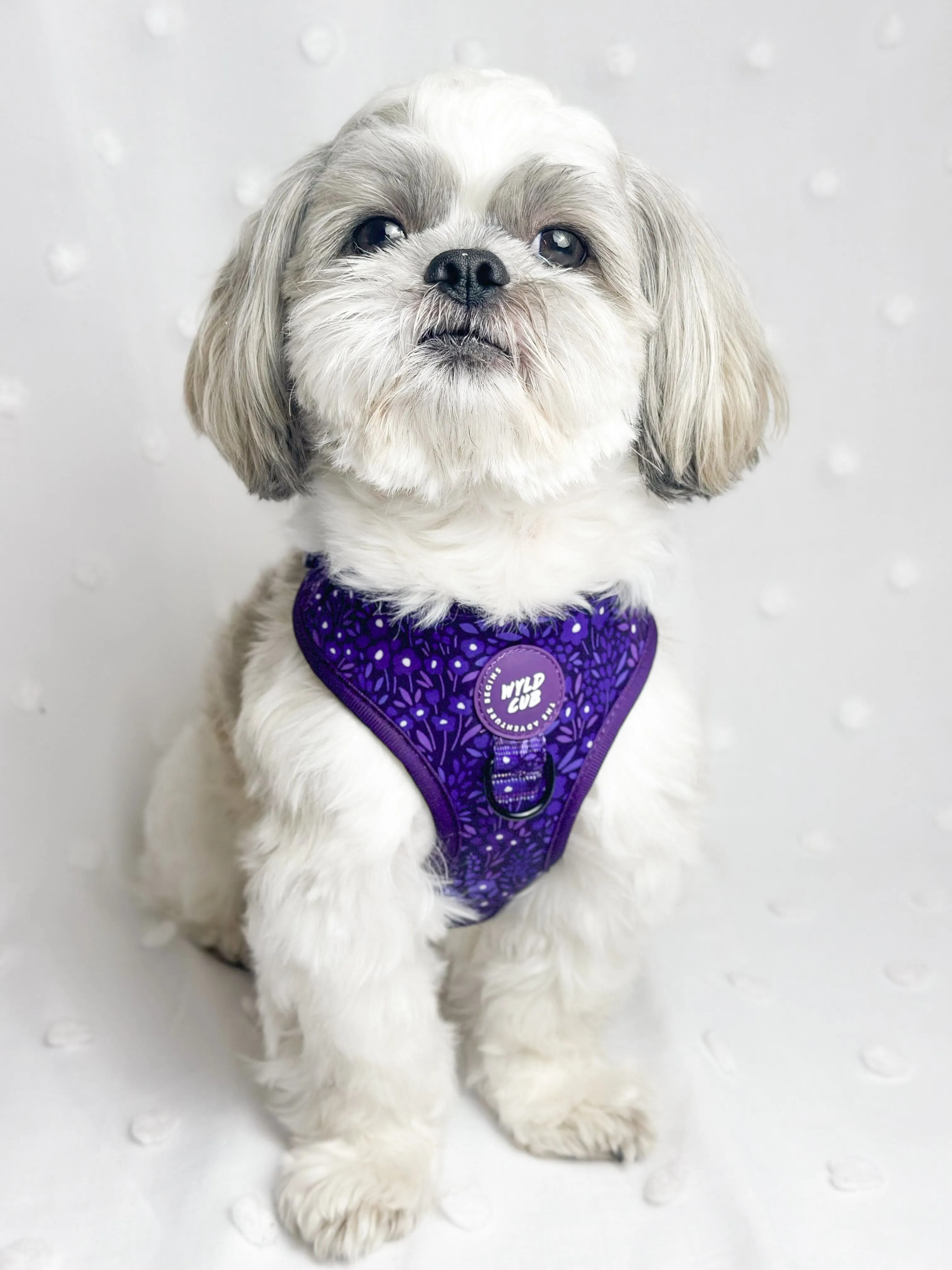 Adjustable Dog Harness: Notting Hill Blackberry