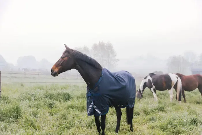 Turnout Rug All Weather Waterproof Comfort 300g by Kentucky