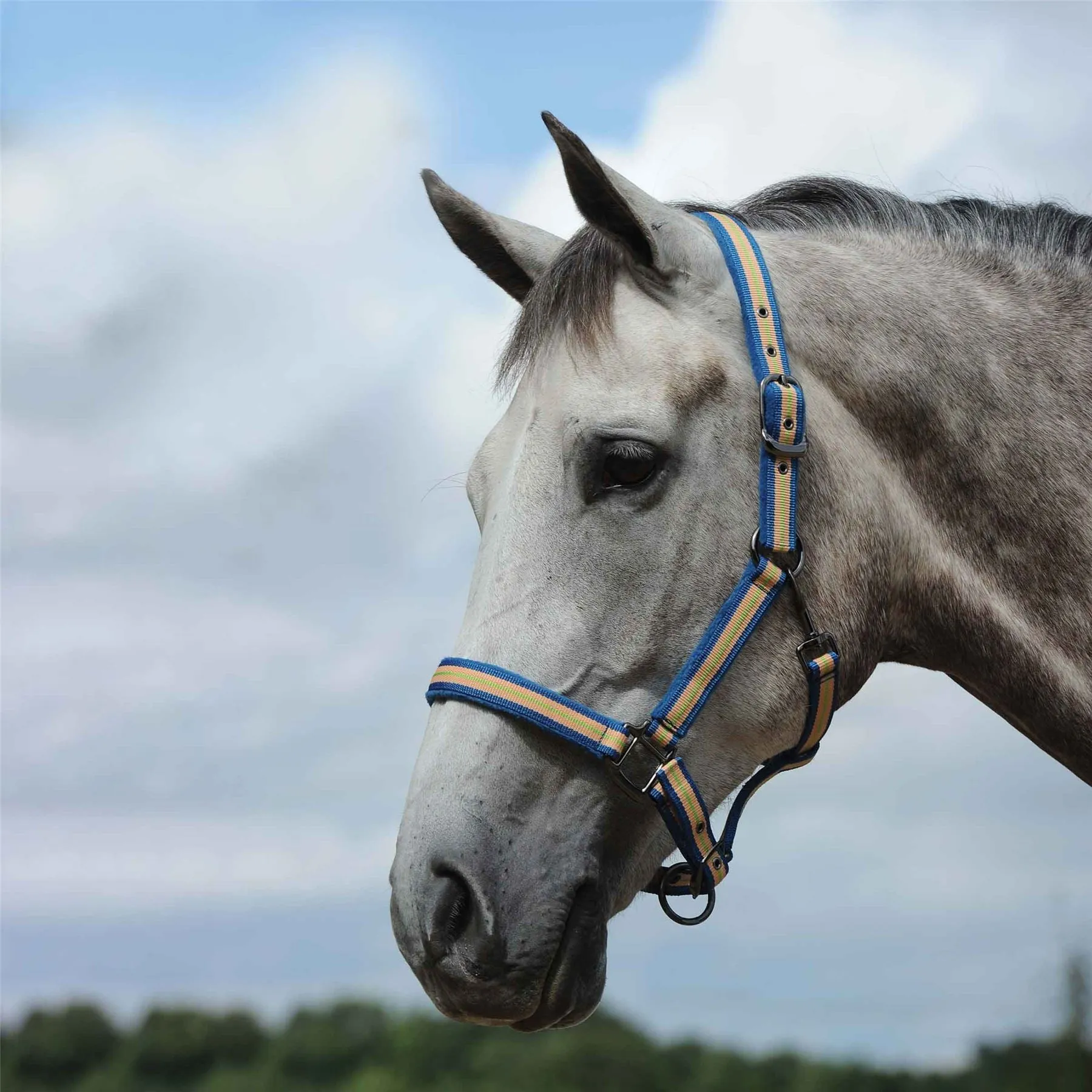 Weatherbeeta Coordinate Headcollar