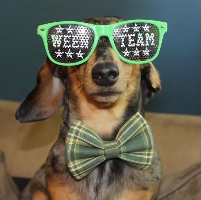 Ween Team Dachshund Party Shades